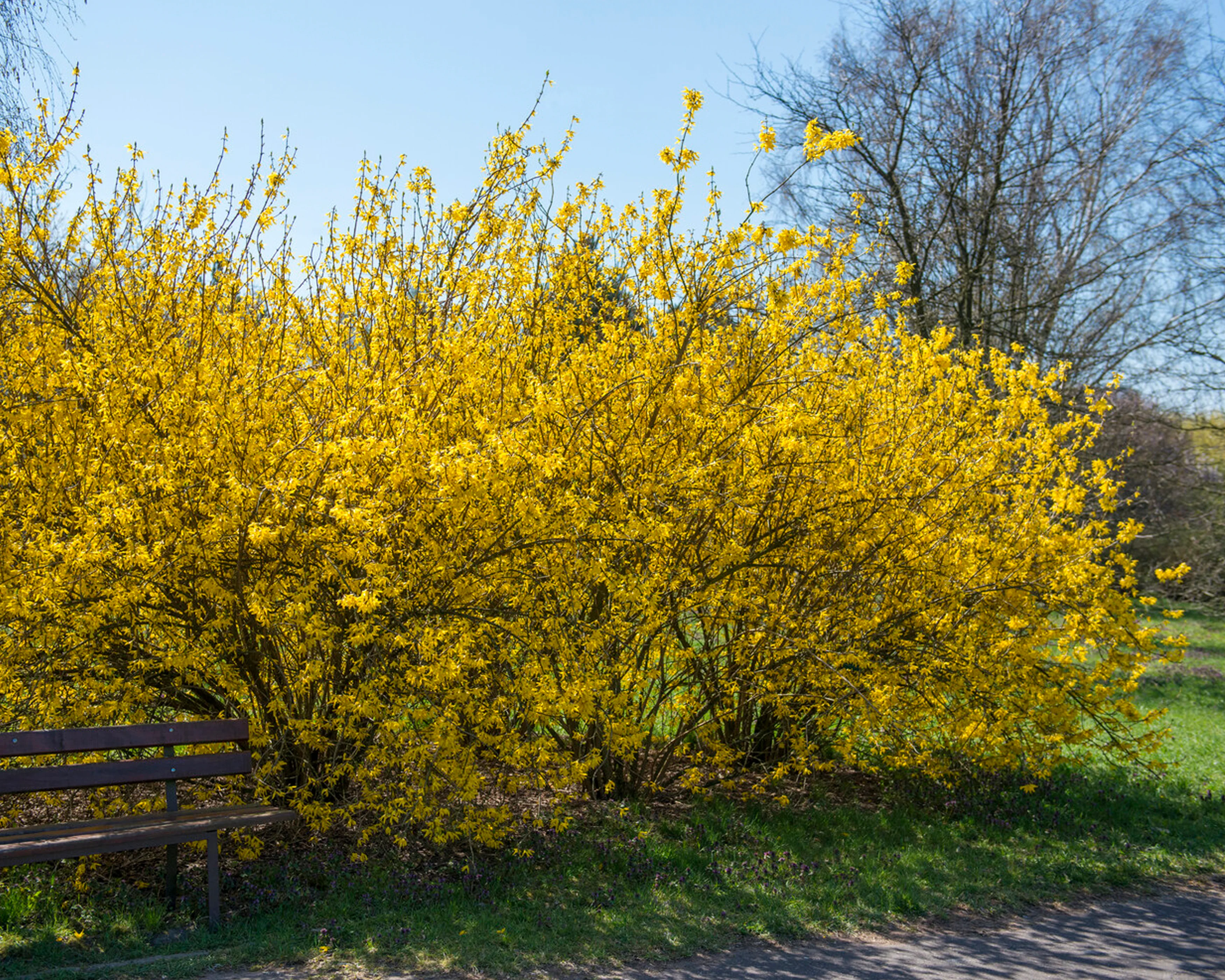 Forsythia 'Spectabilis' - Image 2