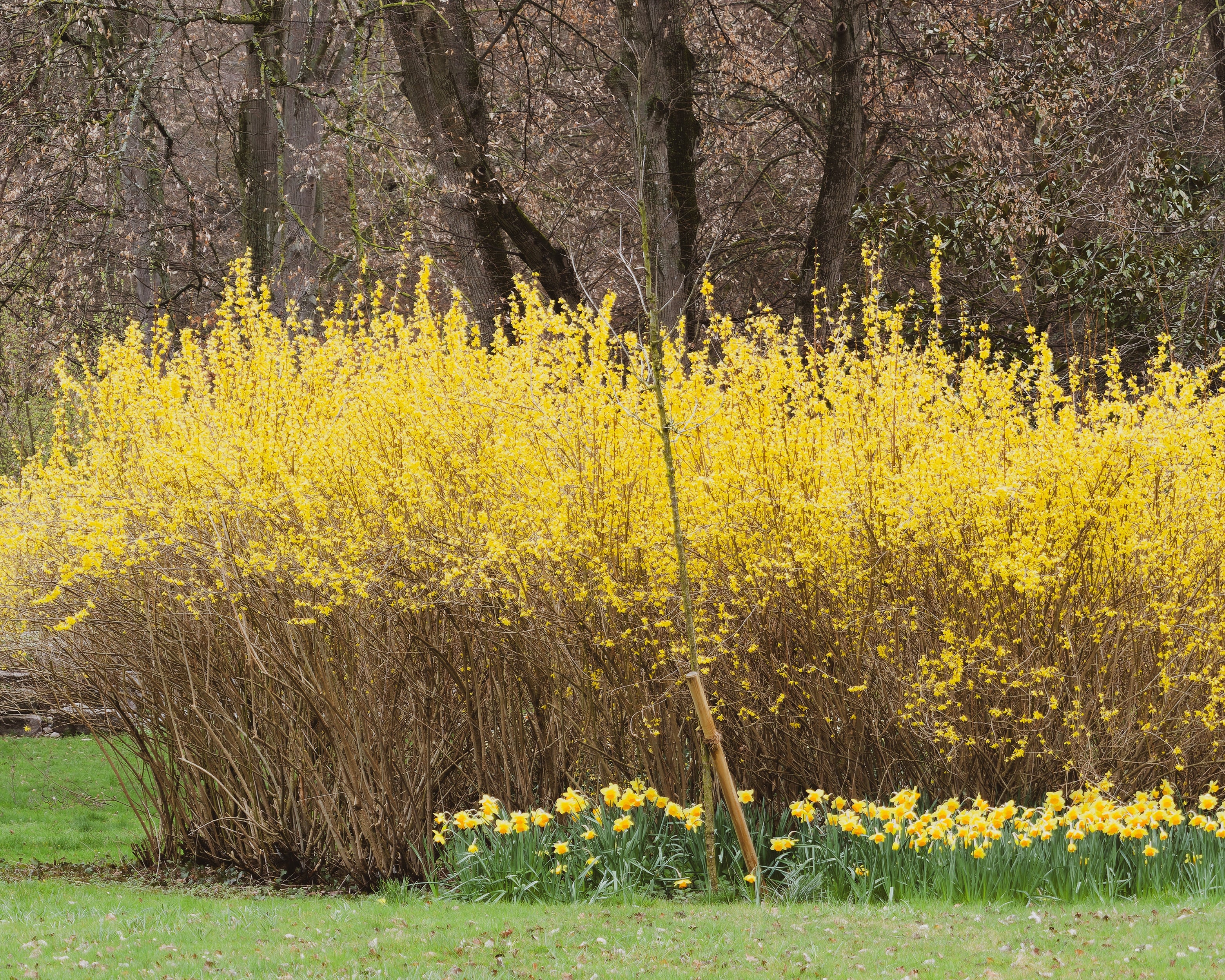 Forsythia 'Spectabilis' - Image 4