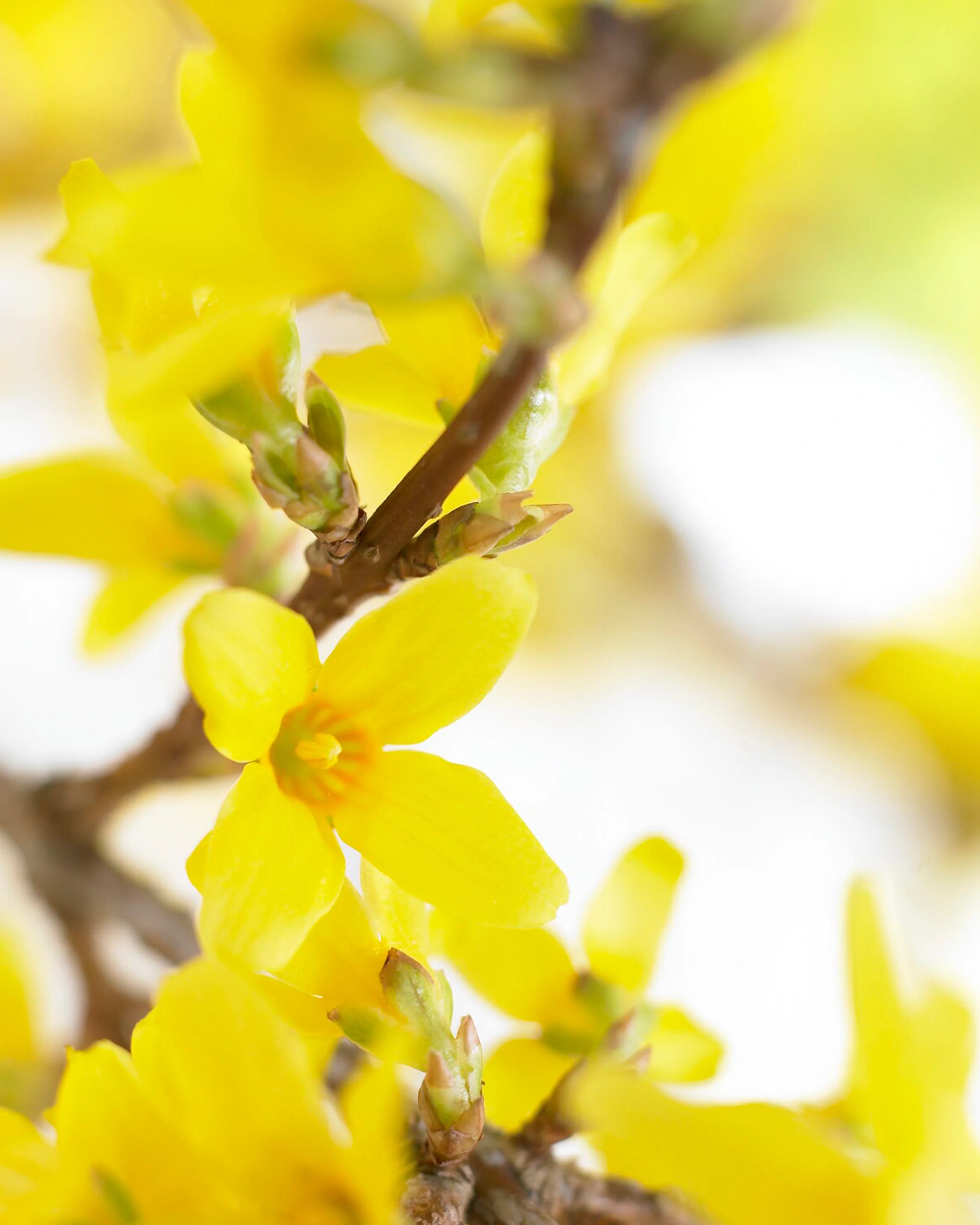 Forsythia 'Spectabilis' - Image 5
