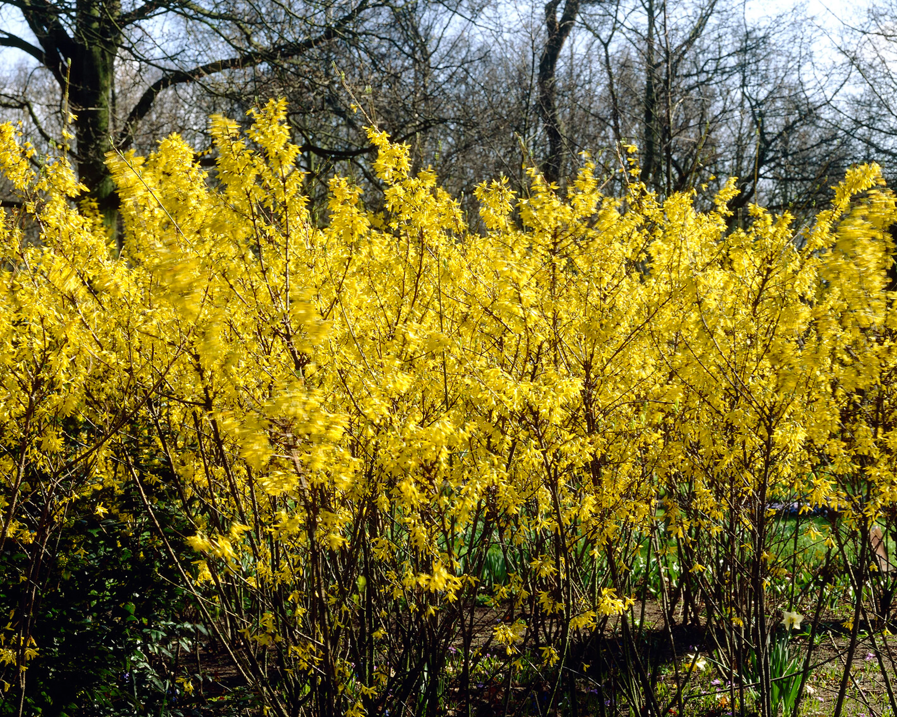 Forsythia 'Spectabilis' - Image 6