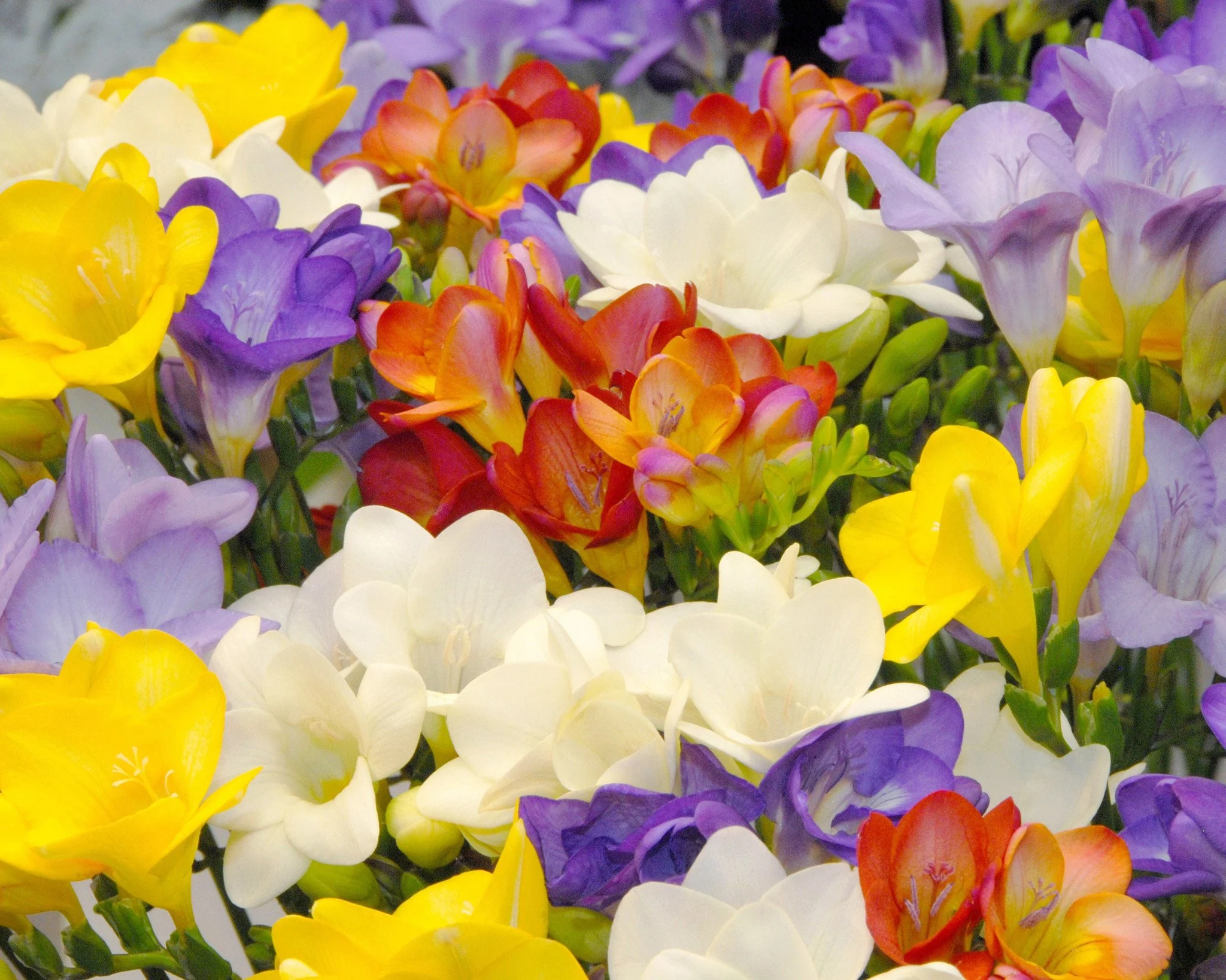 Freesia 'Single Mix' - Image 3