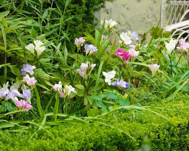 Freesia 'Single Mix' - Image 4
