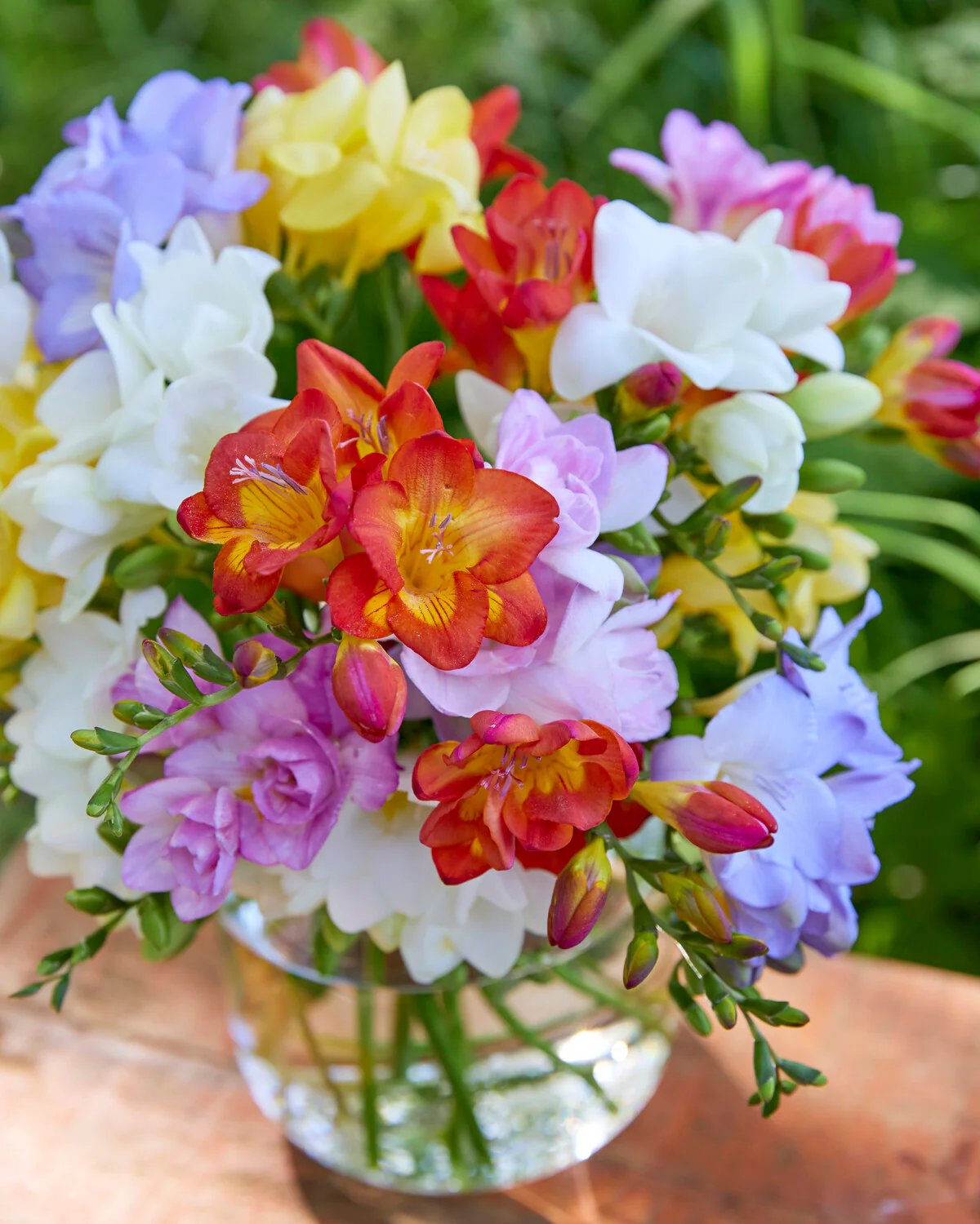 Freesia 'Single Mix' - Image 5