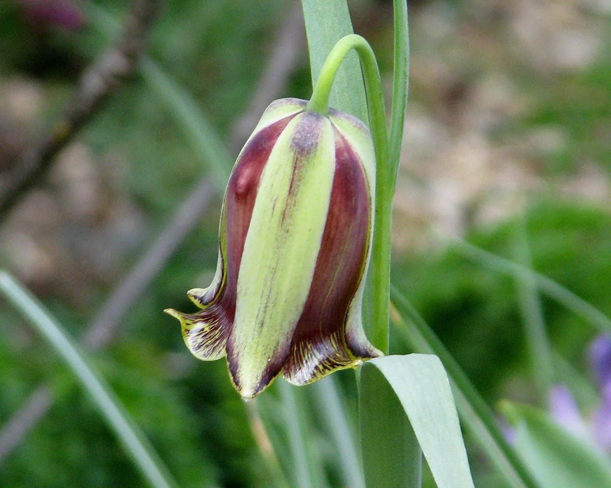 Fritillaria acmopetala - Image 11