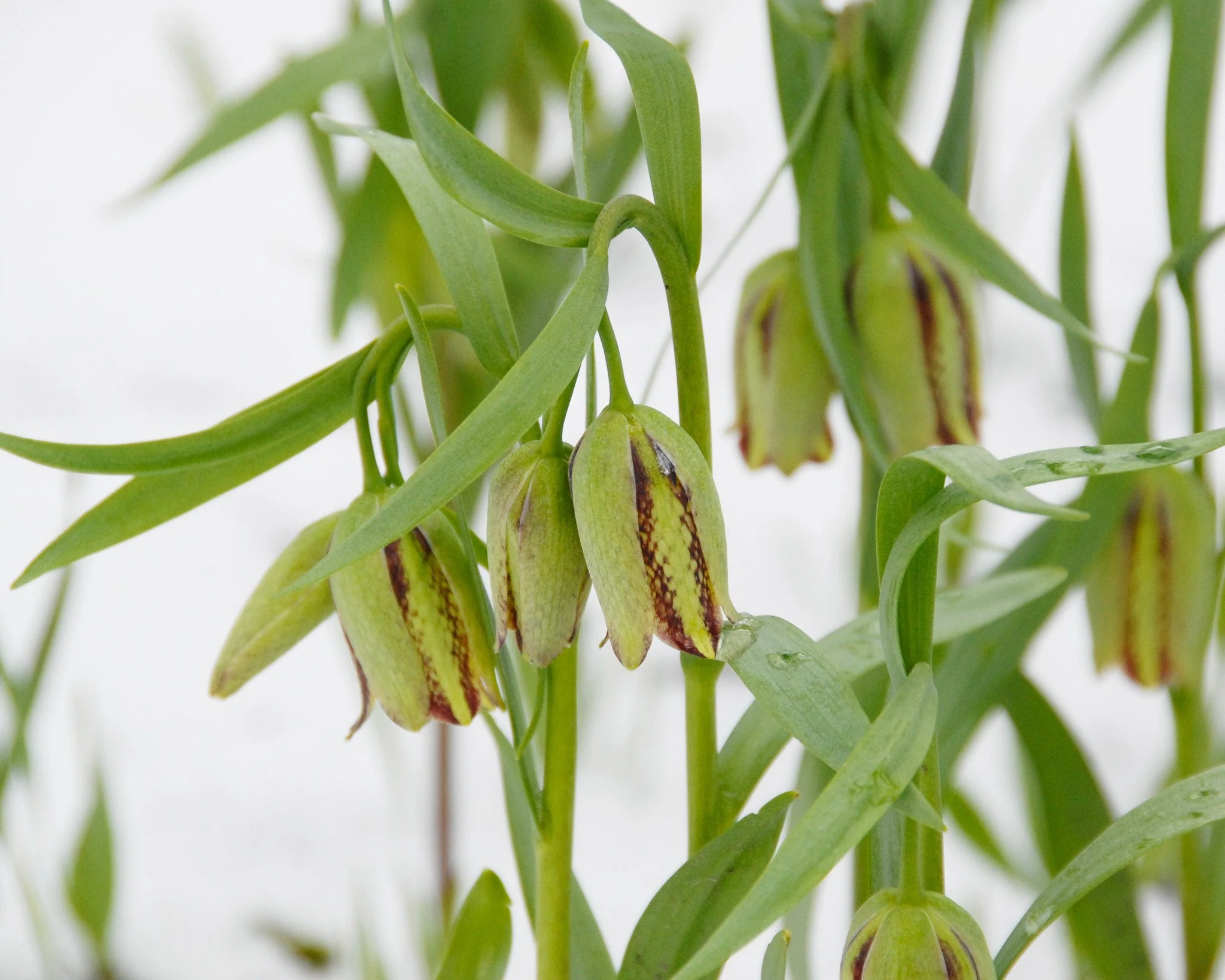 Fritillaria acmopetala - Image 12