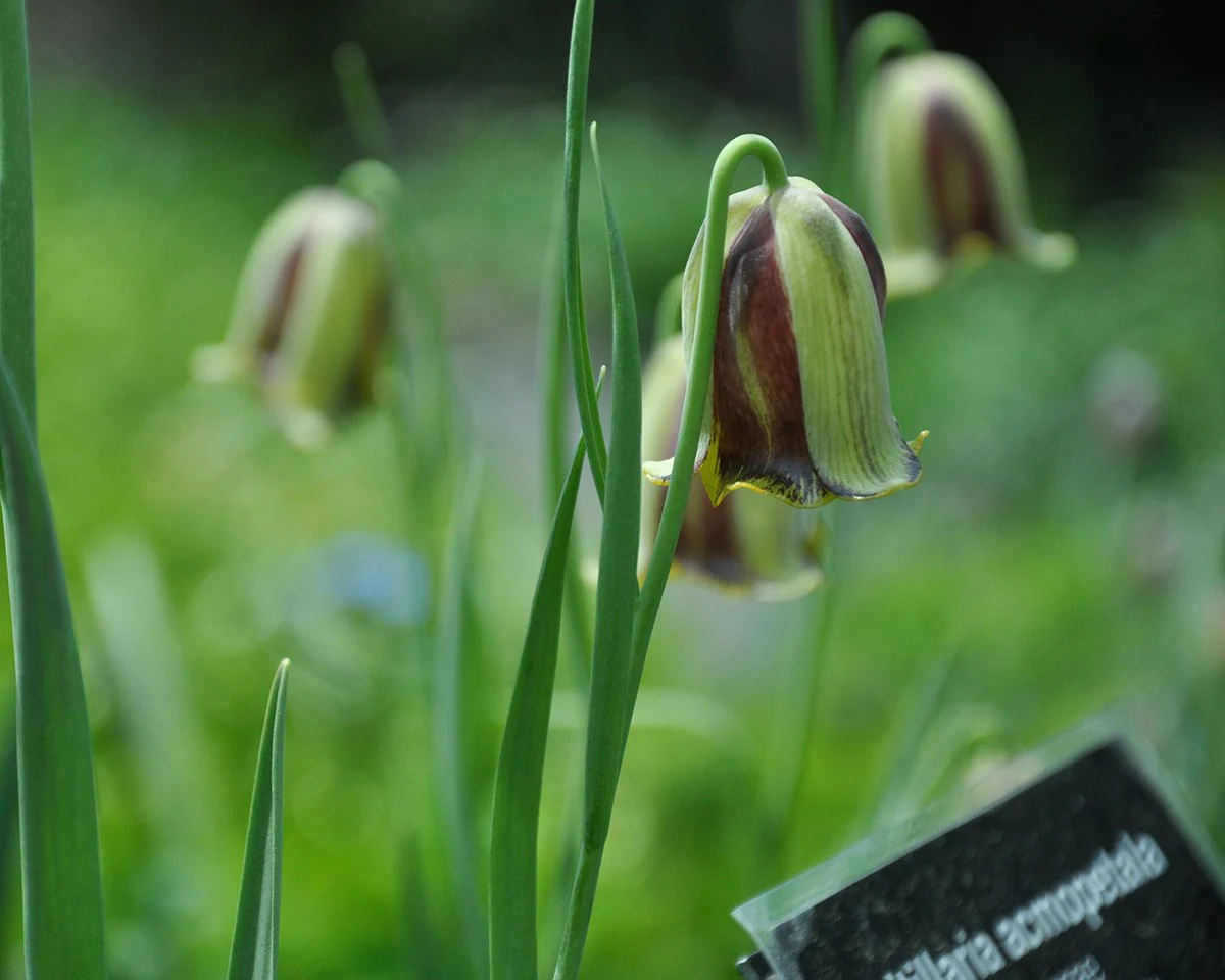 Fritillaria acmopetala - Image 4