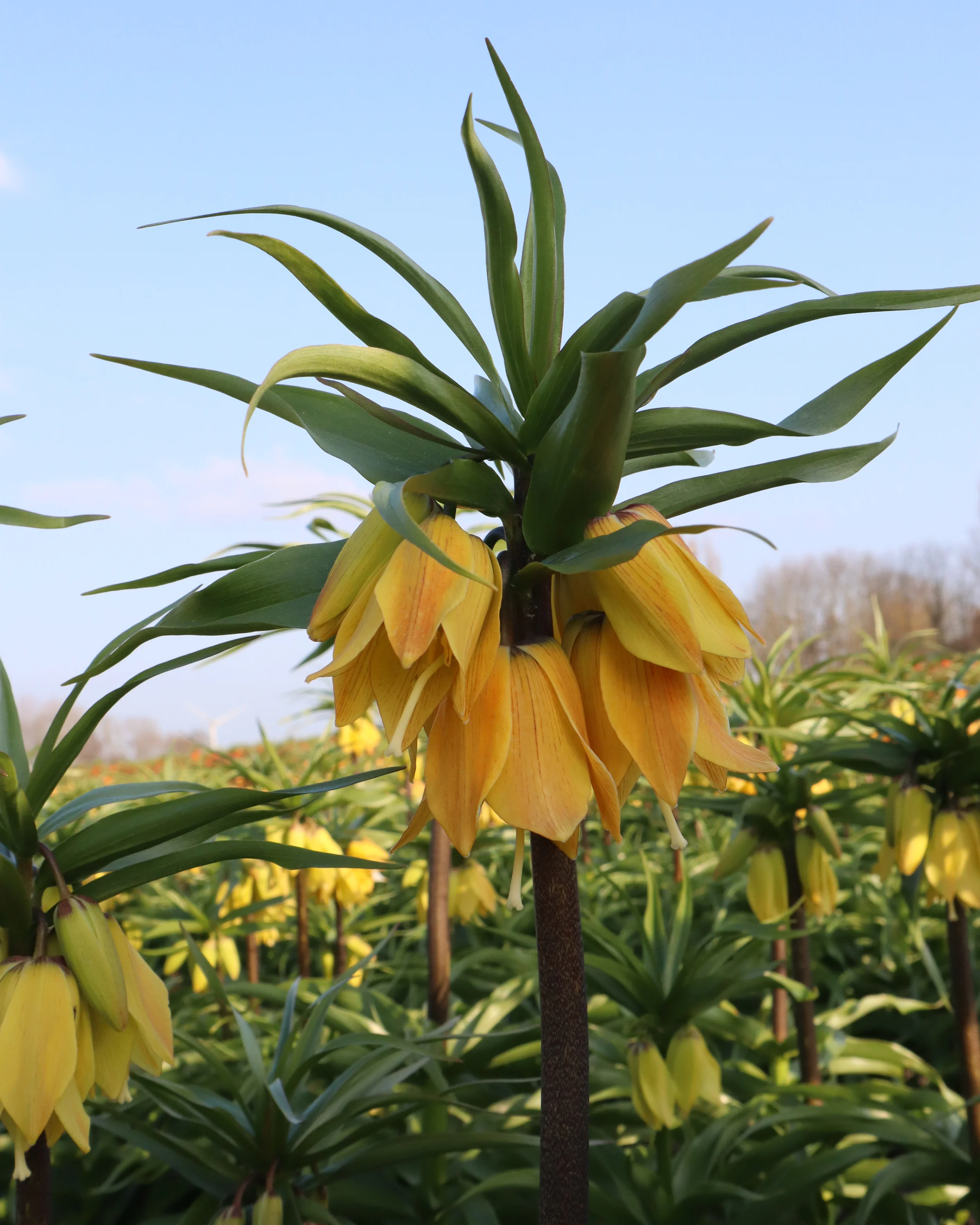 Fritillaria 'Dynamic Beauty' - Image 4