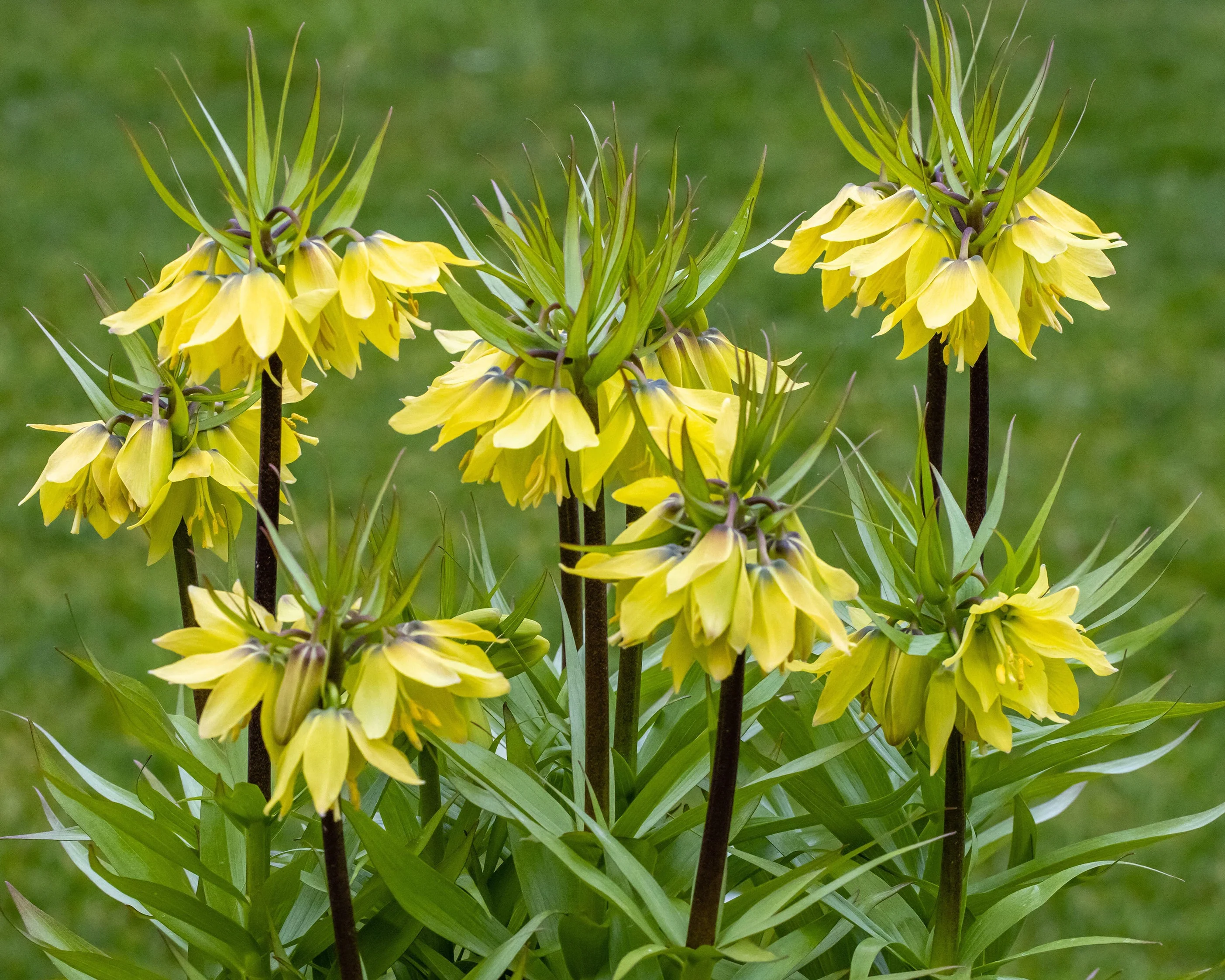 Fritillaria 'Early Sensation' - Image 2