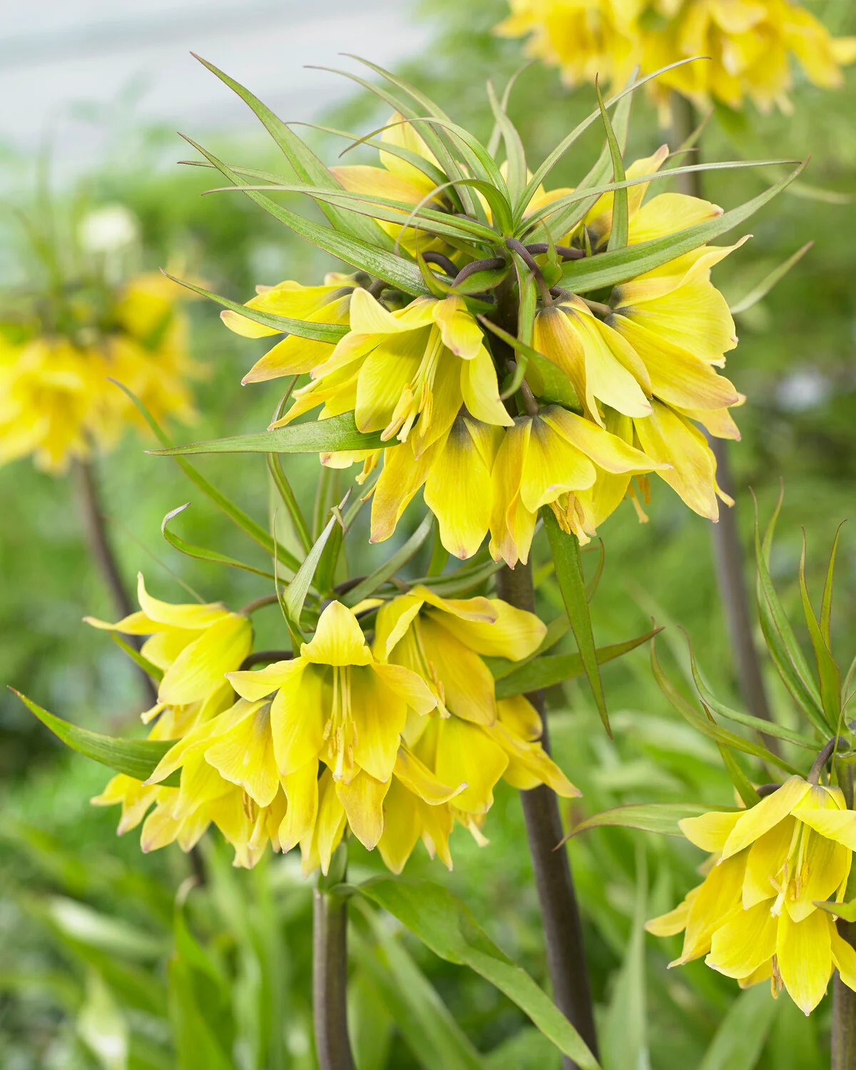Fritillaria 'Early Sensation' - Image 3