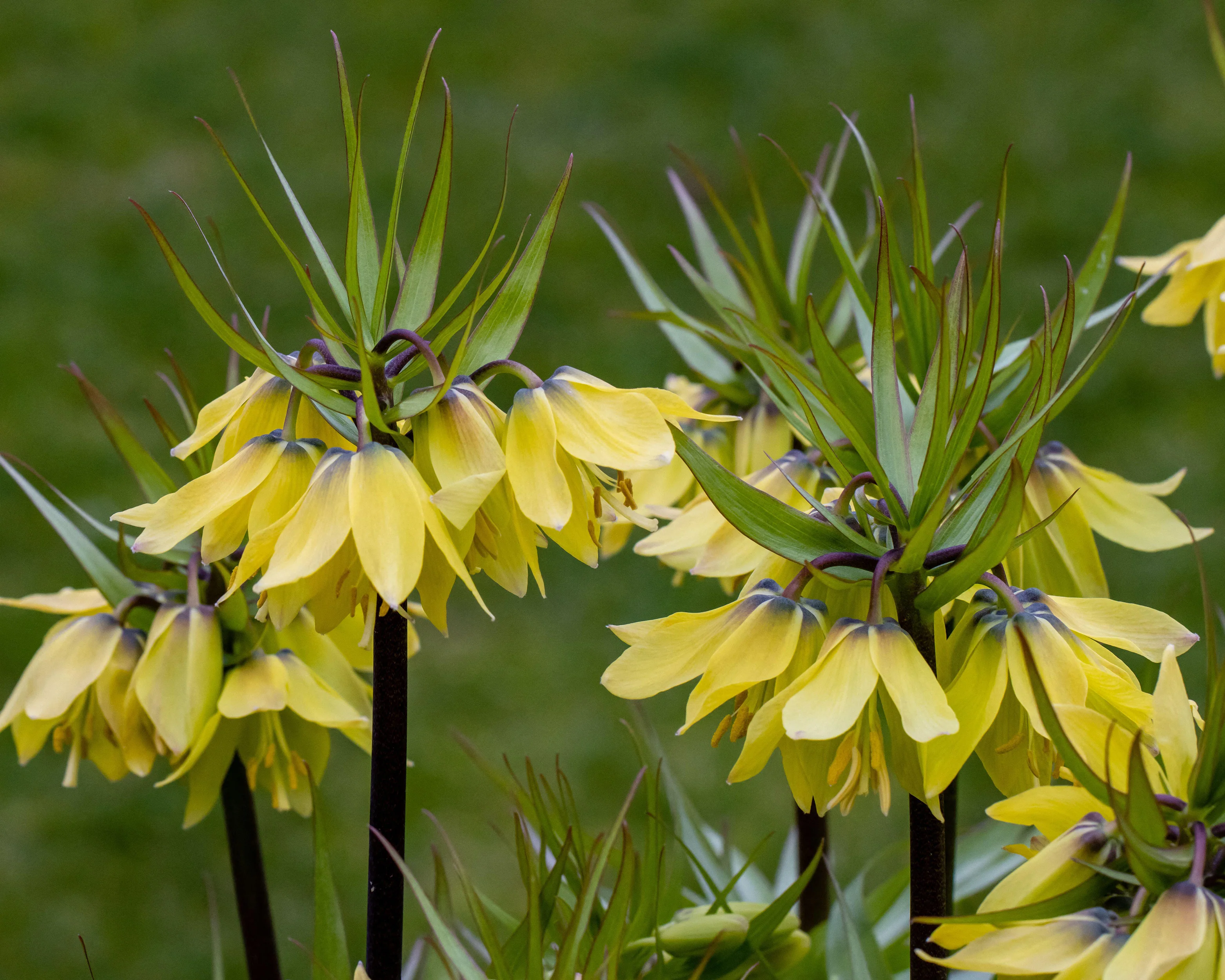 Fritillaria 'Early Sensation' - Image 5
