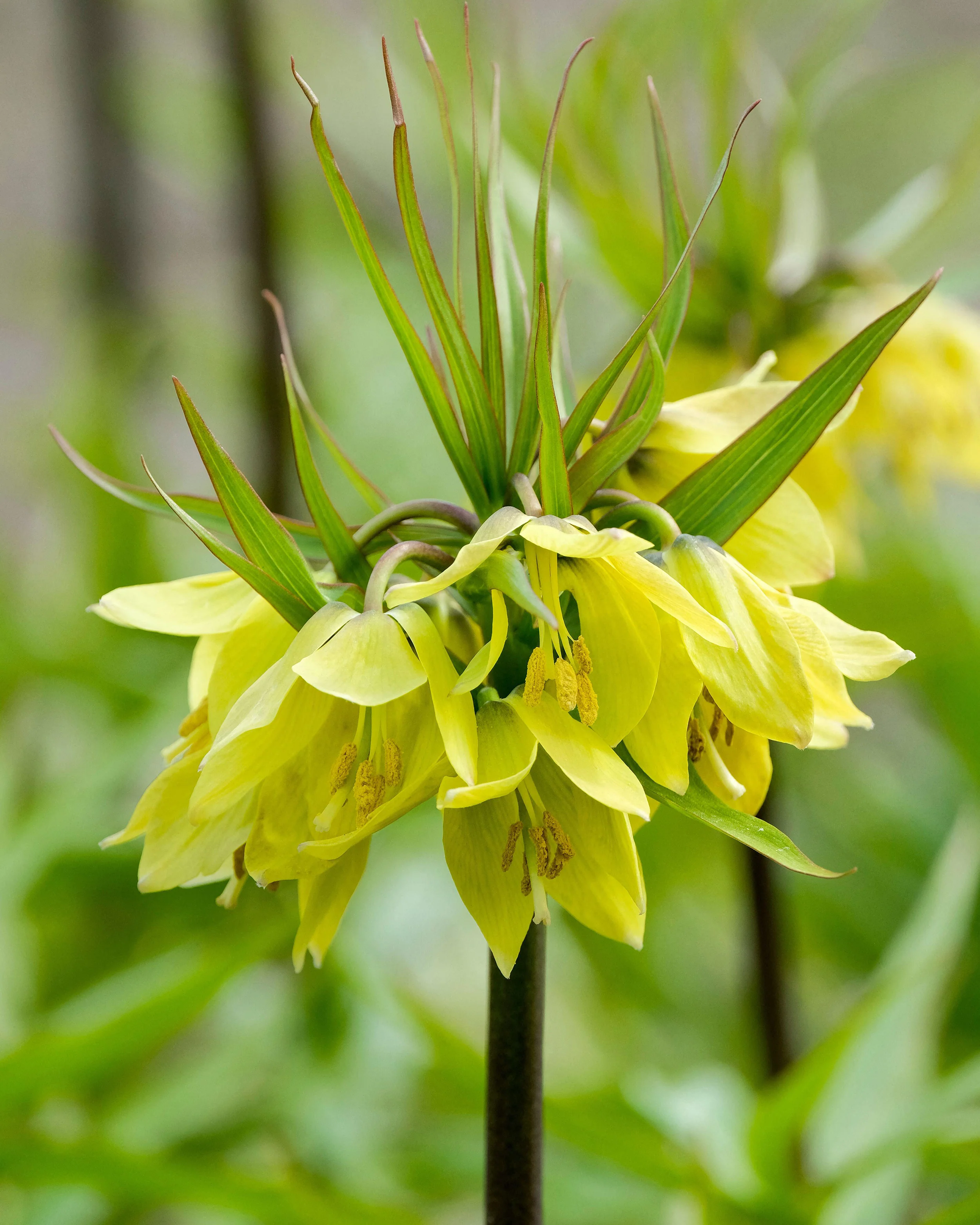 Fritillaria 'Early Sensation' - Image 6