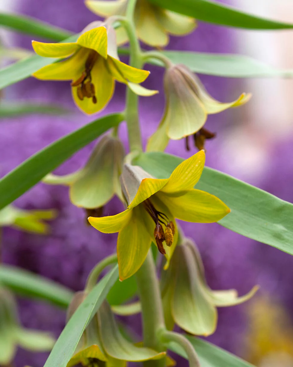 Fritillaria 'Green Eyes' - Image 2