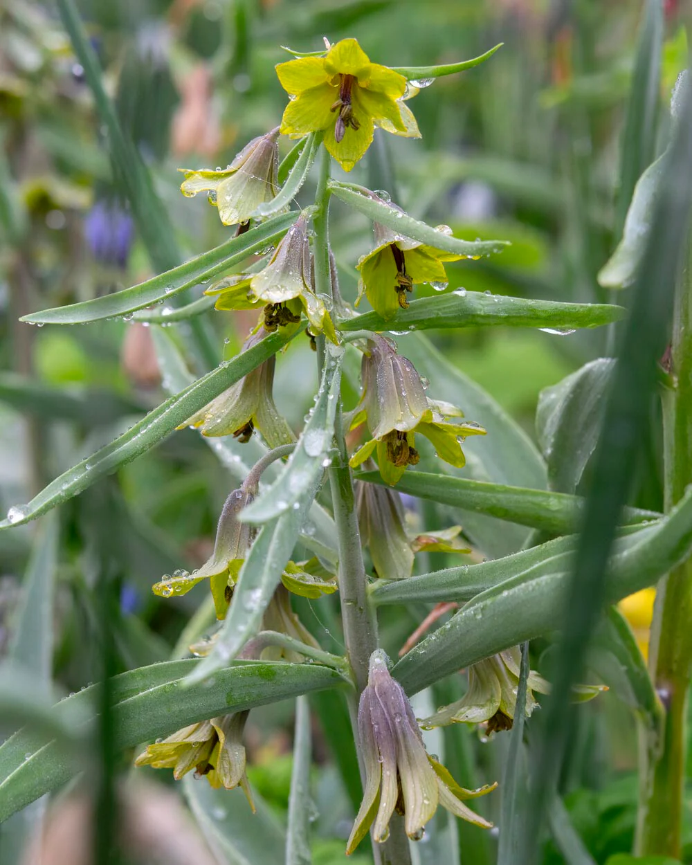 Fritillaria 'Green Eyes' - Image 4
