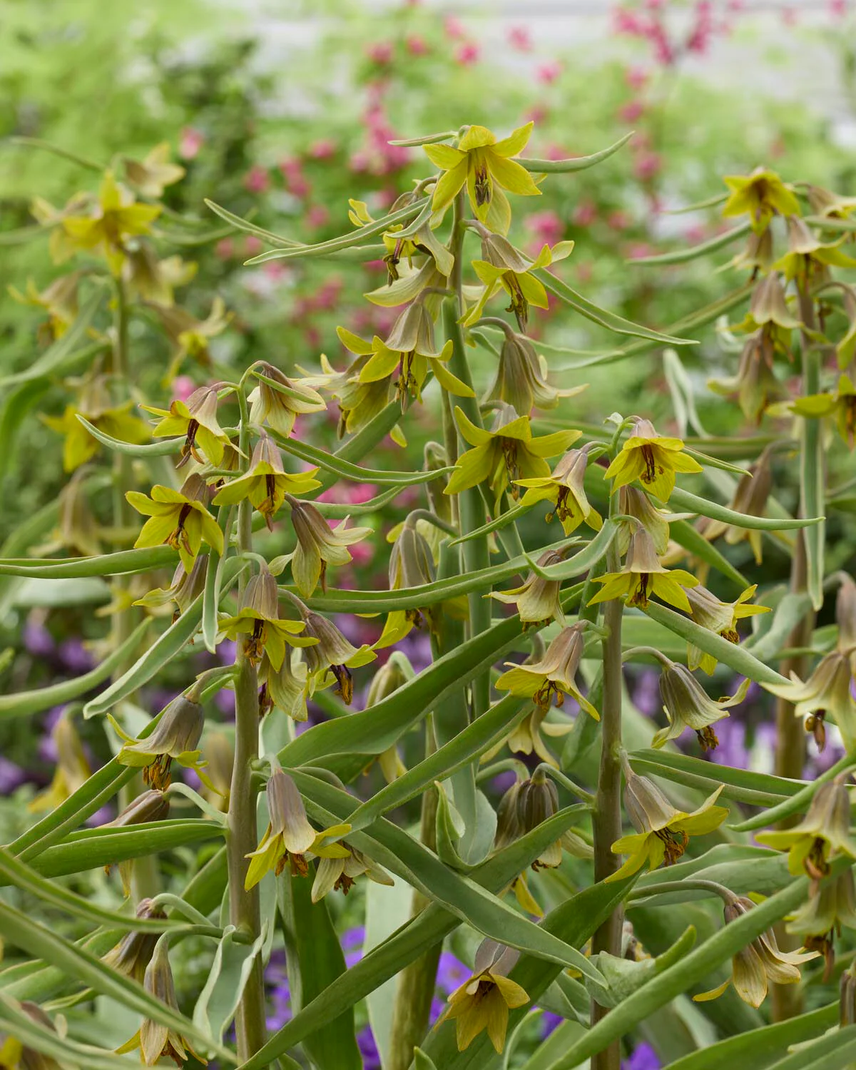 Fritillaria 'Green Eyes' - Image 5