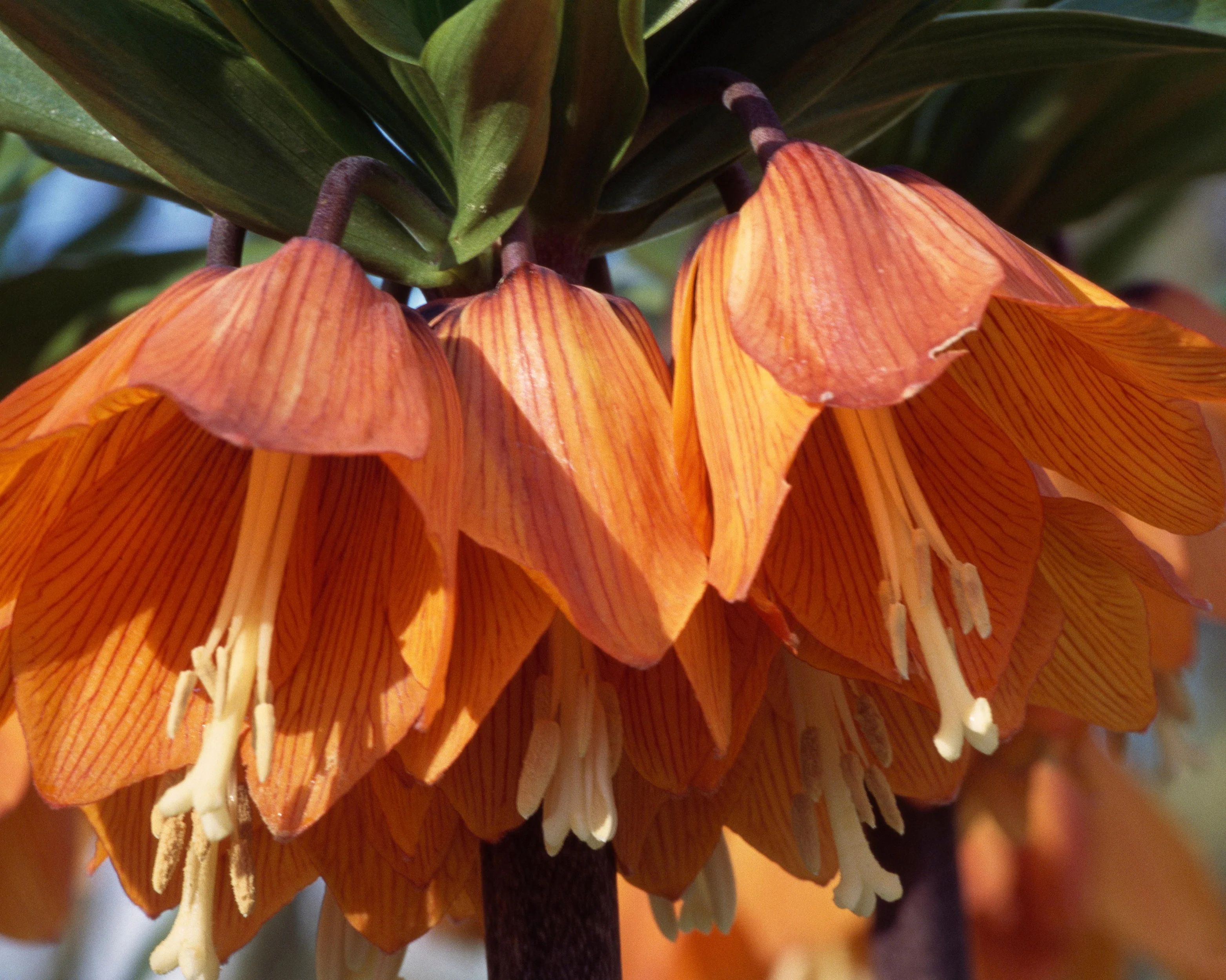 Fritillaria imperialis 'Aurora' - Image 3