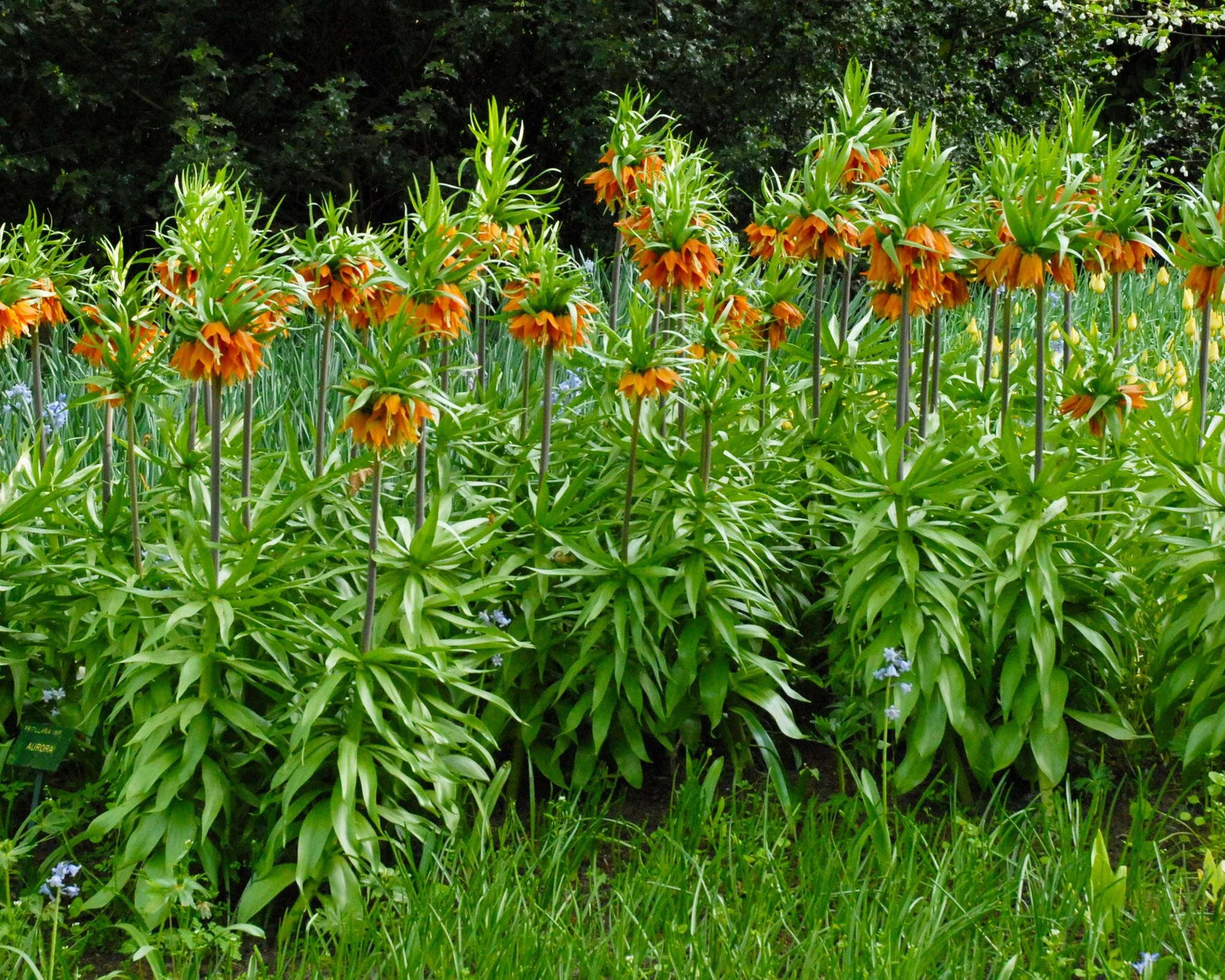 Fritillaria imperialis 'Aurora' - Image 5