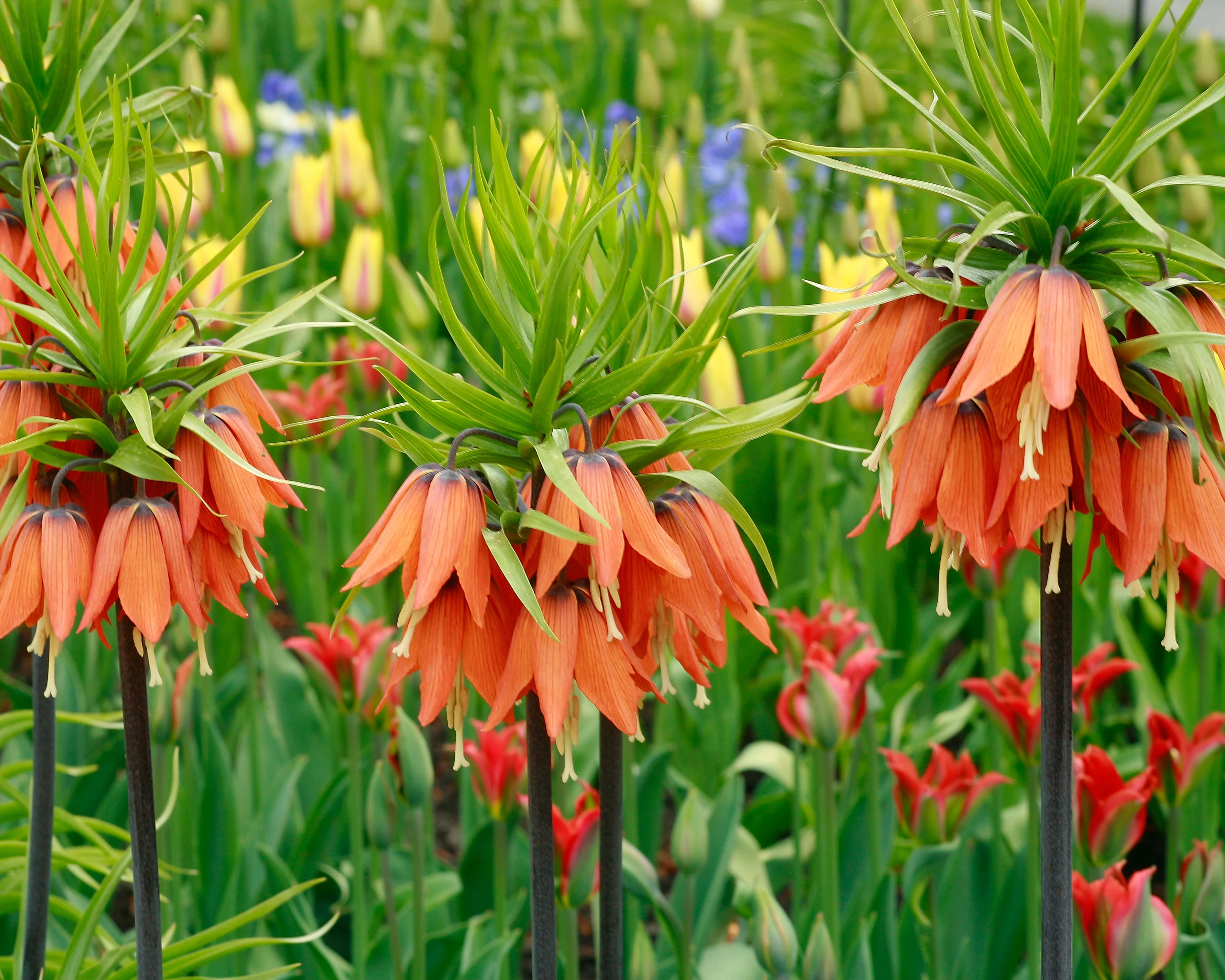 Fritillaria imperialis 'Aurora' - Image 6