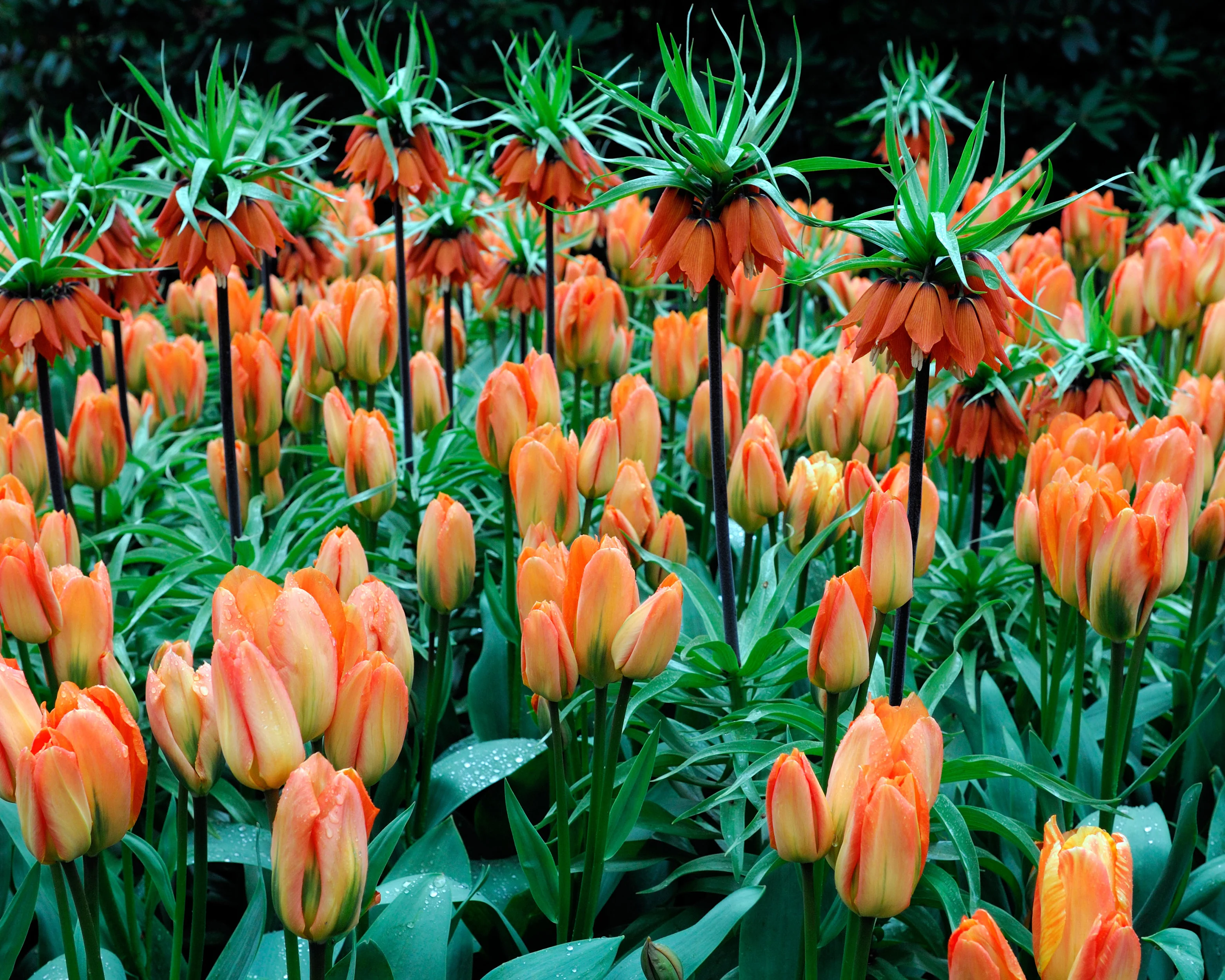 Fritillaria imperialis 'Aurora' - Image 8