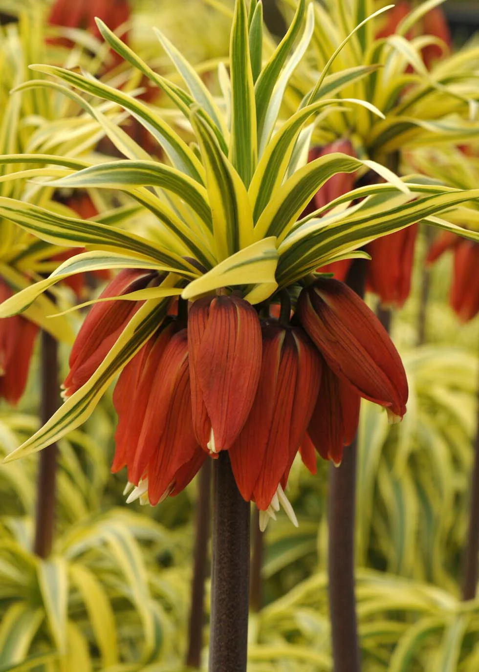 Fritillaria imperialis 'Aureomarginata' - Image 5