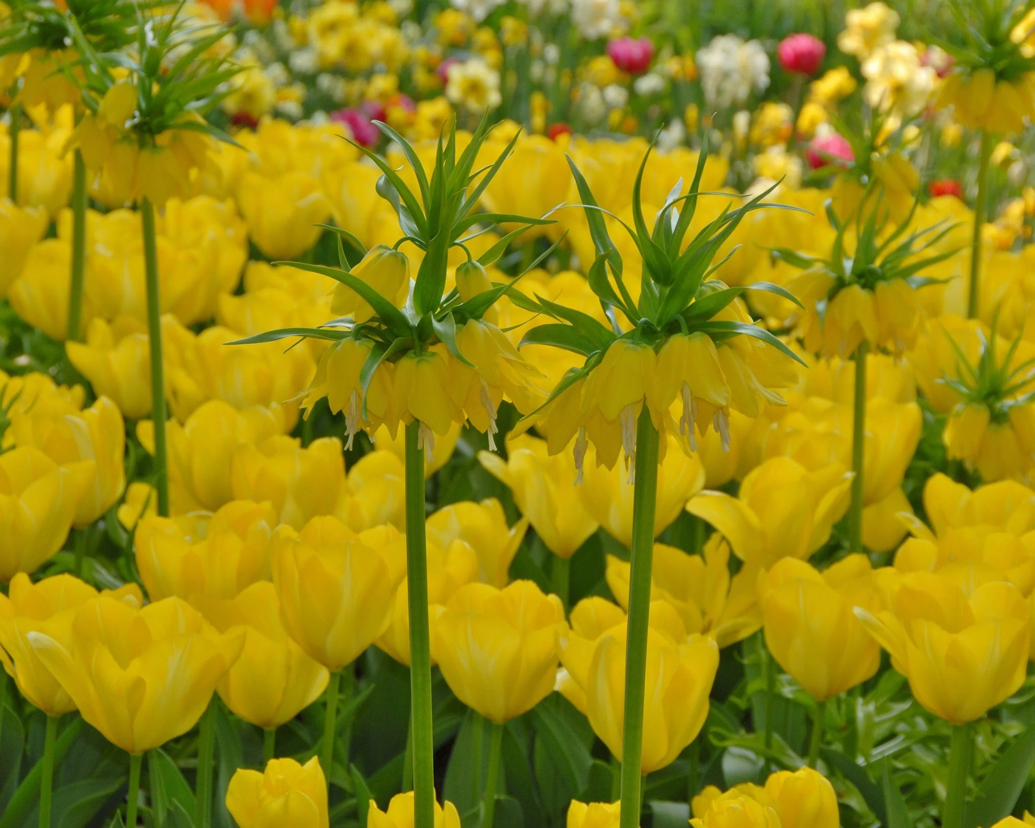 Fritillaria imperialis 'Lutea' - Image 10
