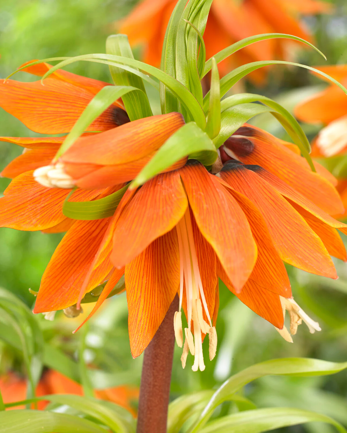 Fritillaria 'Orange Beauty' - Image 3
