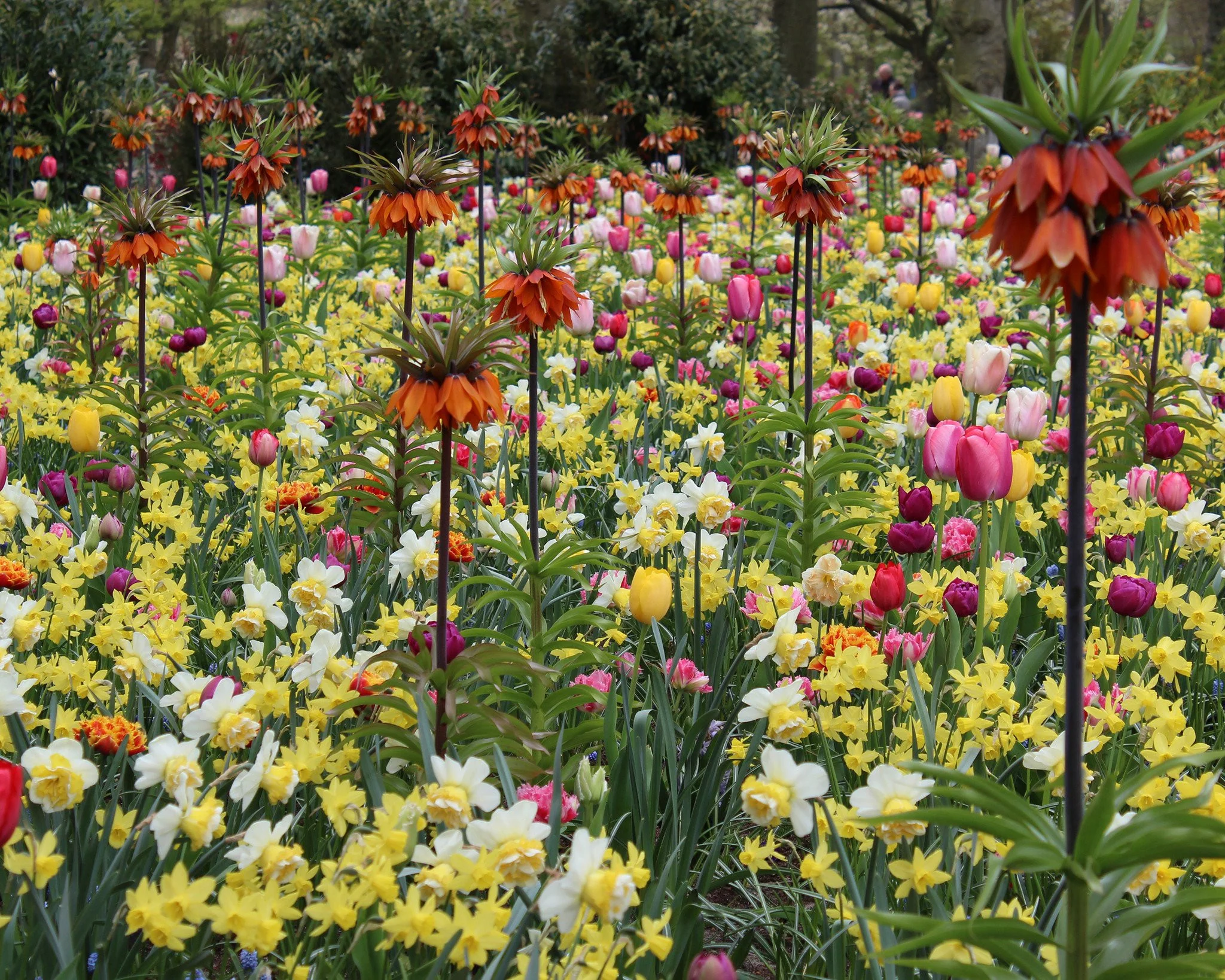 Fritillaria imperialis 'Rubra' - Image 5