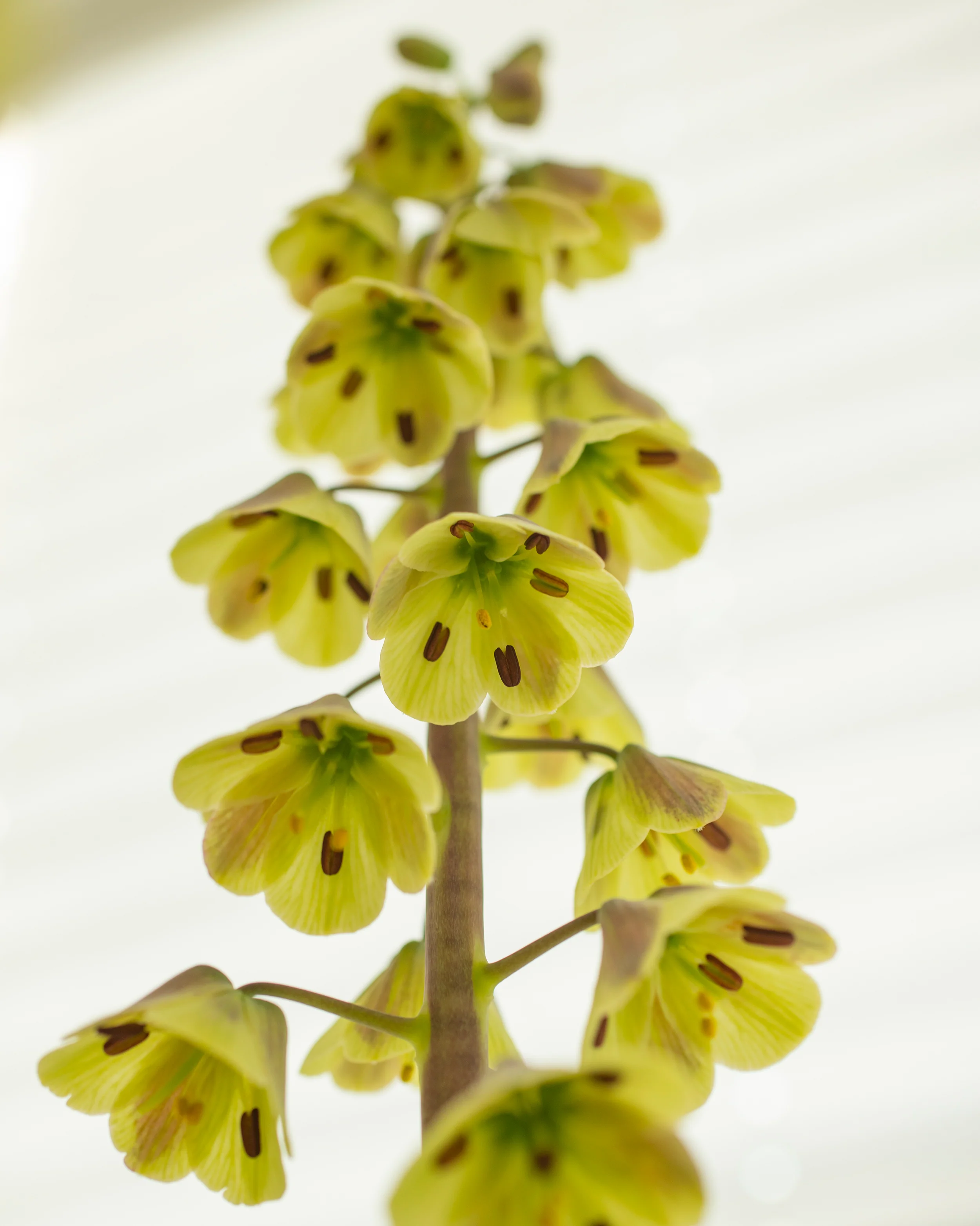 Fritillaria 'Magic Bells' - Image 4