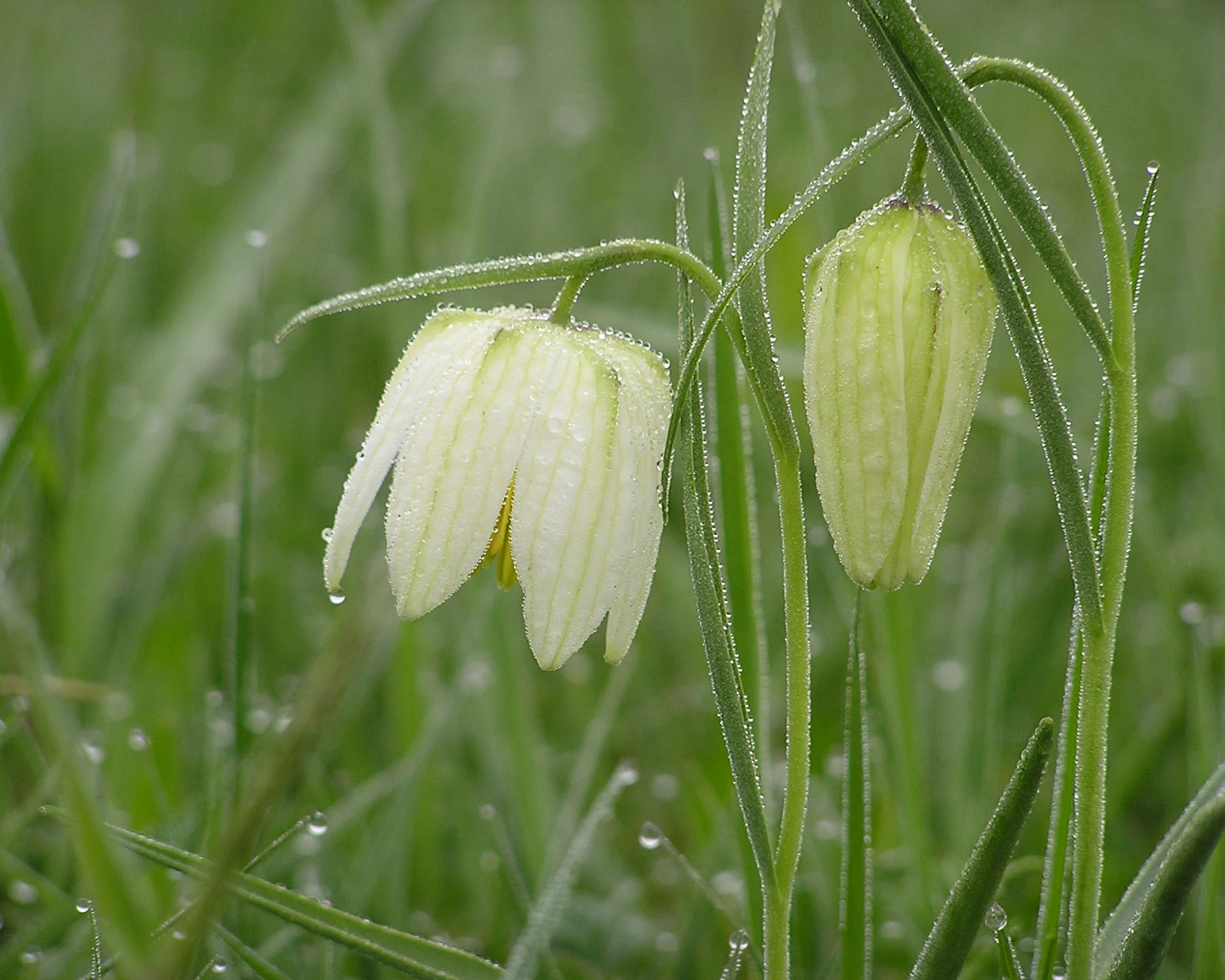 Fritillaria meleagris 'Alba' - Image 3