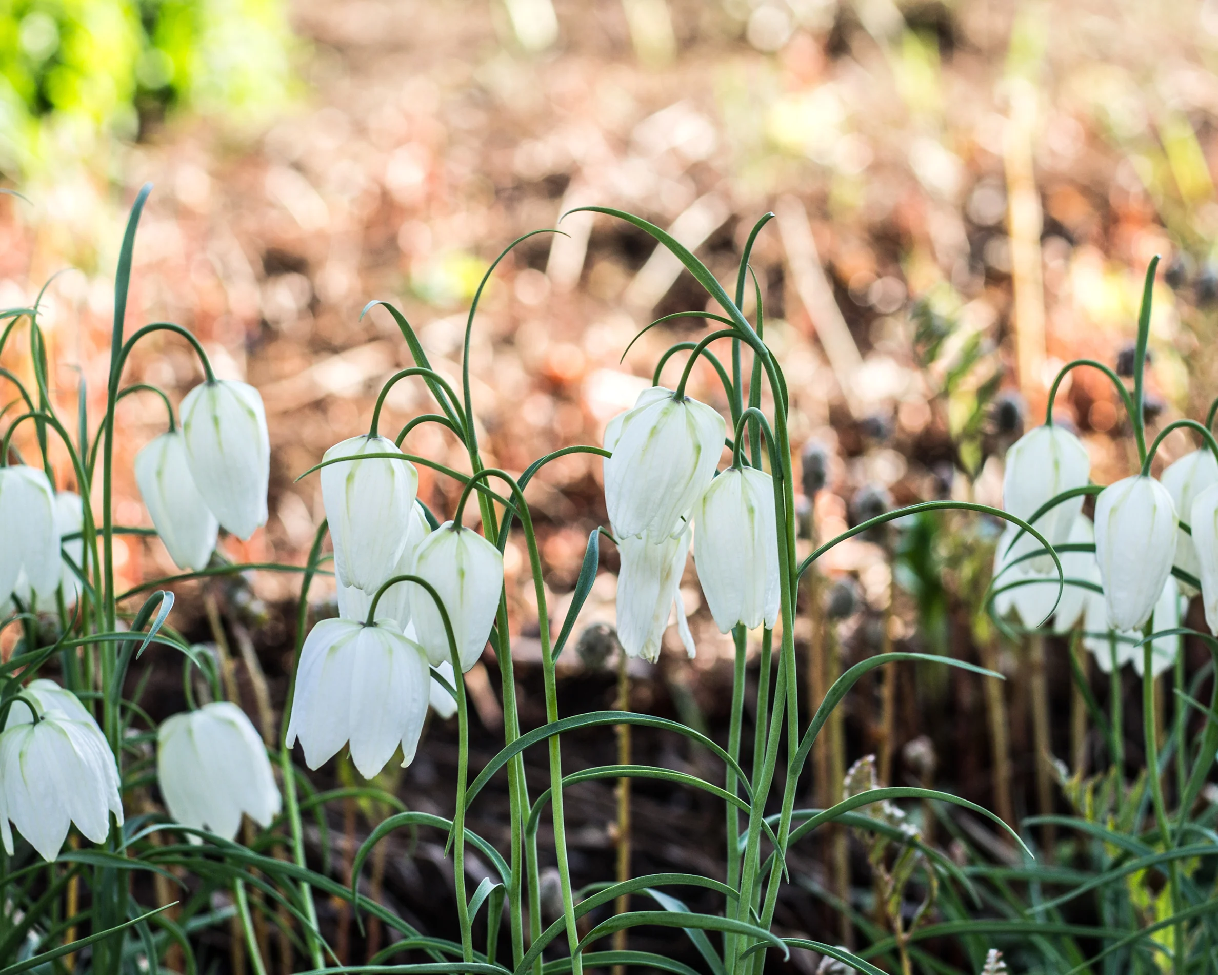 Fritillaria meleagris 'Alba' - Image 6