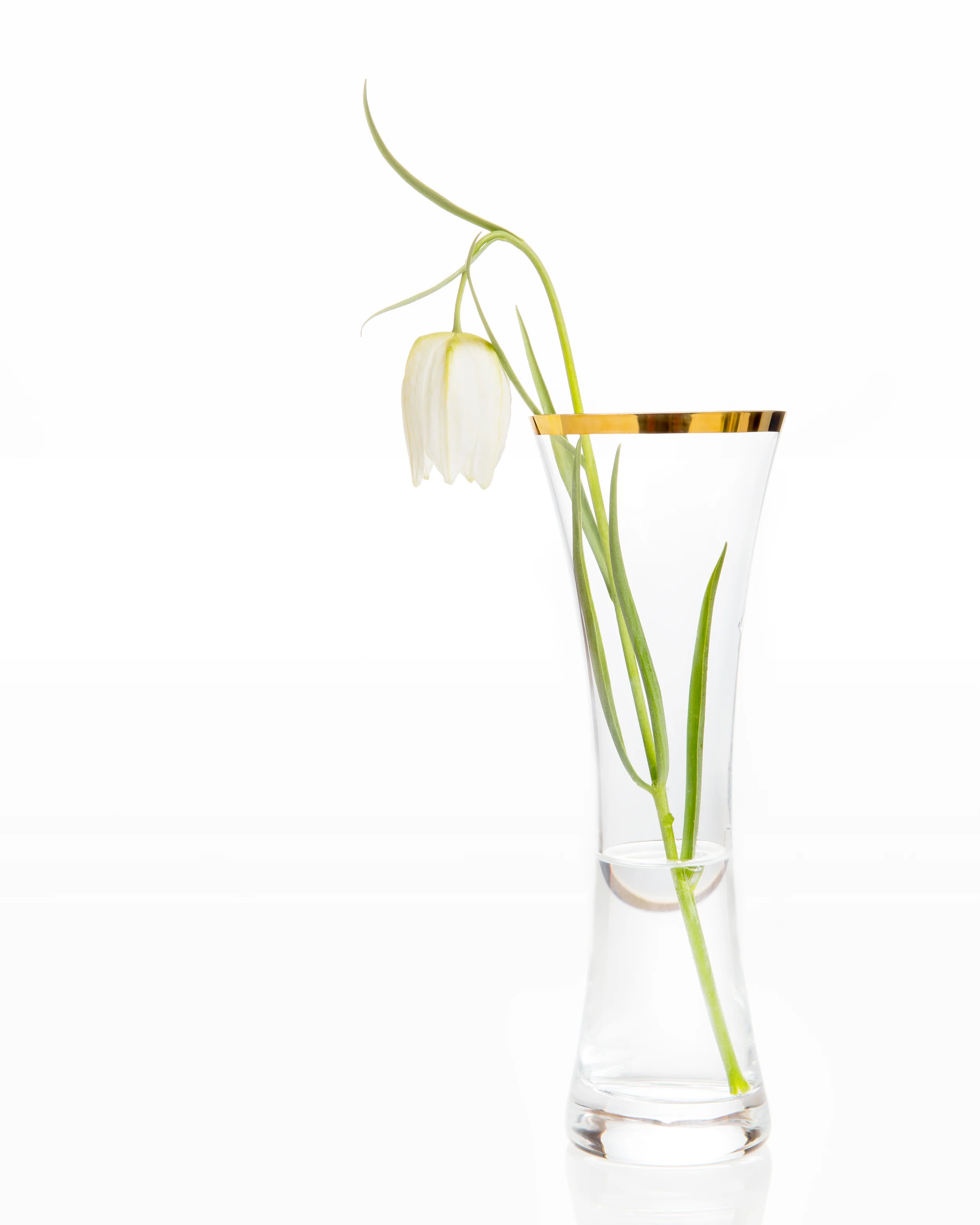 Fritillaria meleagris 'Alba' - Image 8