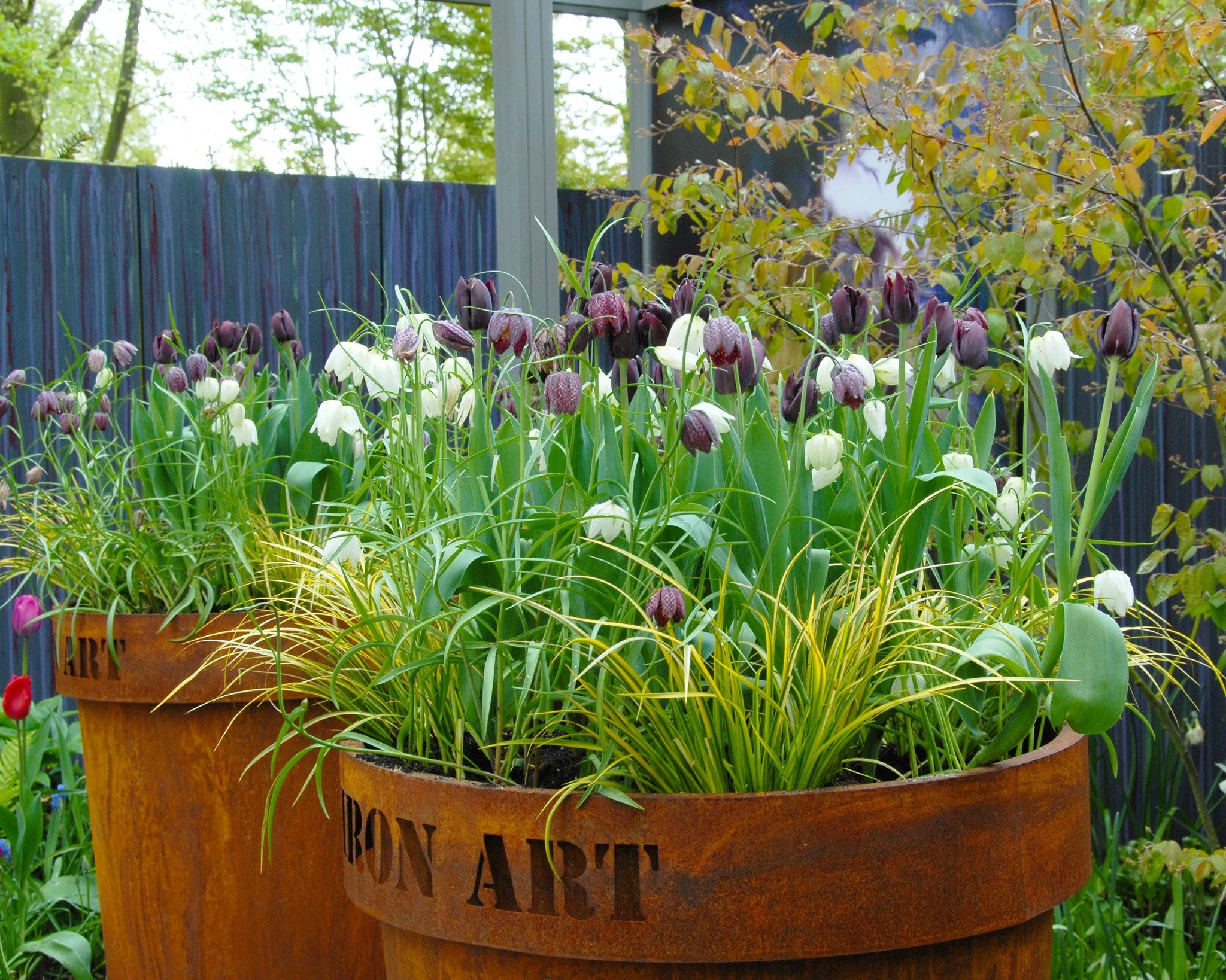 Fritillaria meleagris 'Mix' - Image 10