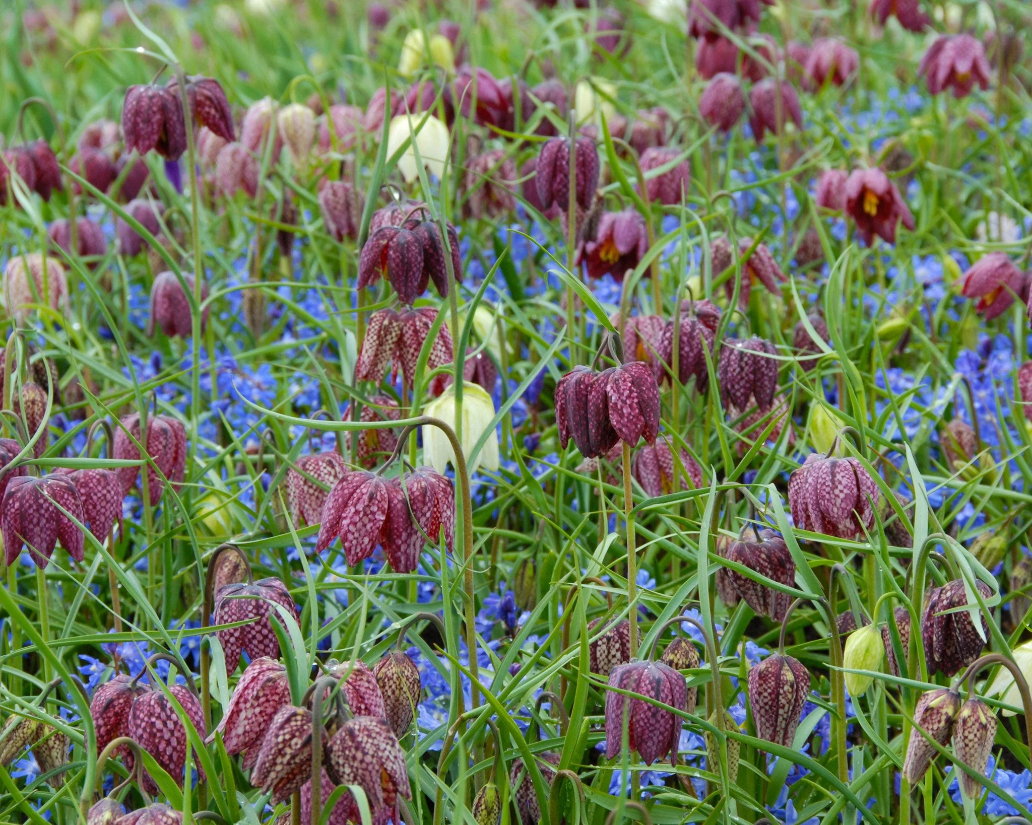 Fritillaria meleagris 'Mix' - Image 11
