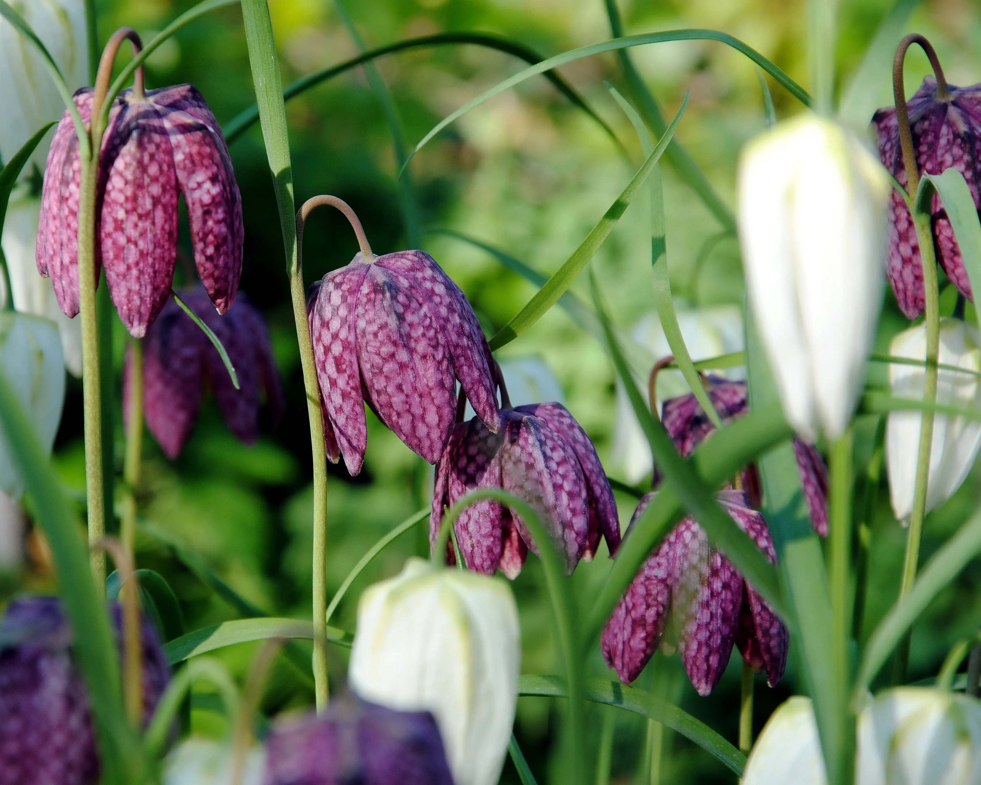 Fritillaria meleagris 'Mix' - Image 12