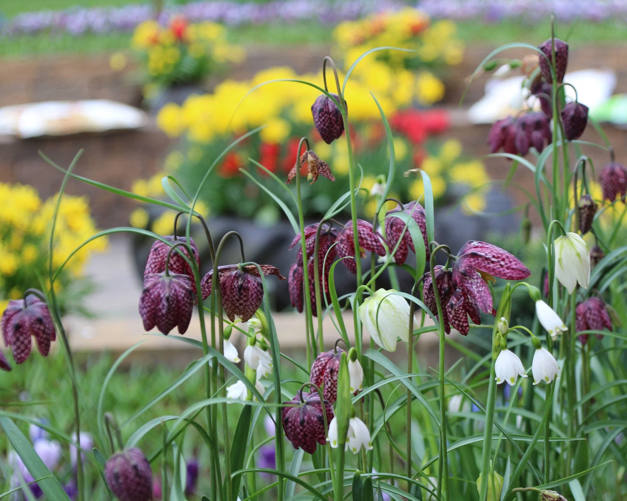 Fritillaria meleagris 'Mix' - Image 3