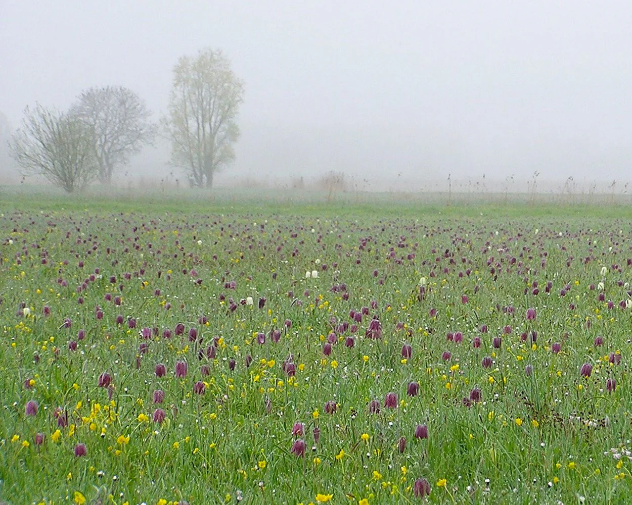 Fritillaria meleagris 'Mix' - Image 5