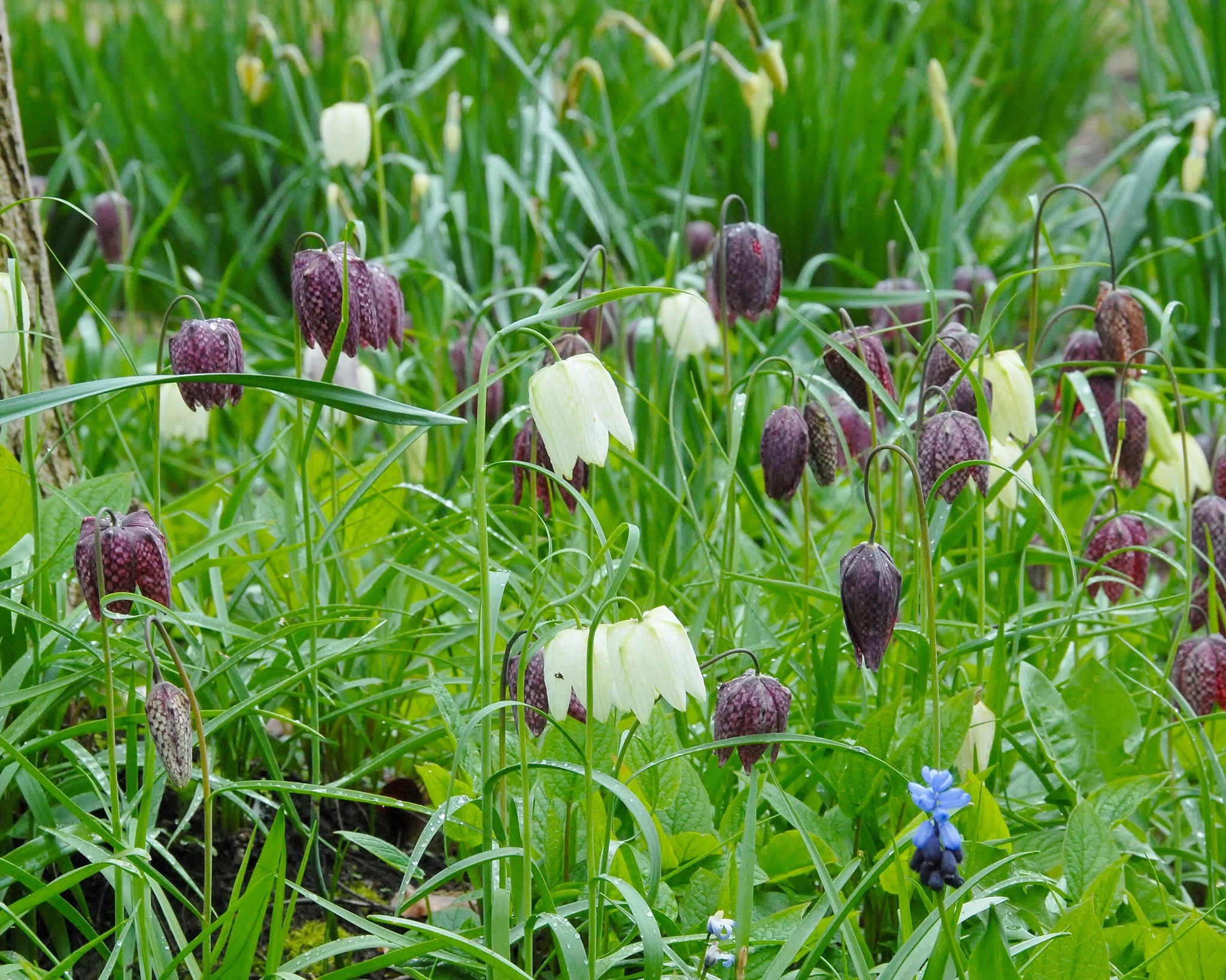 Fritillaria meleagris 'Mix' - Image 6