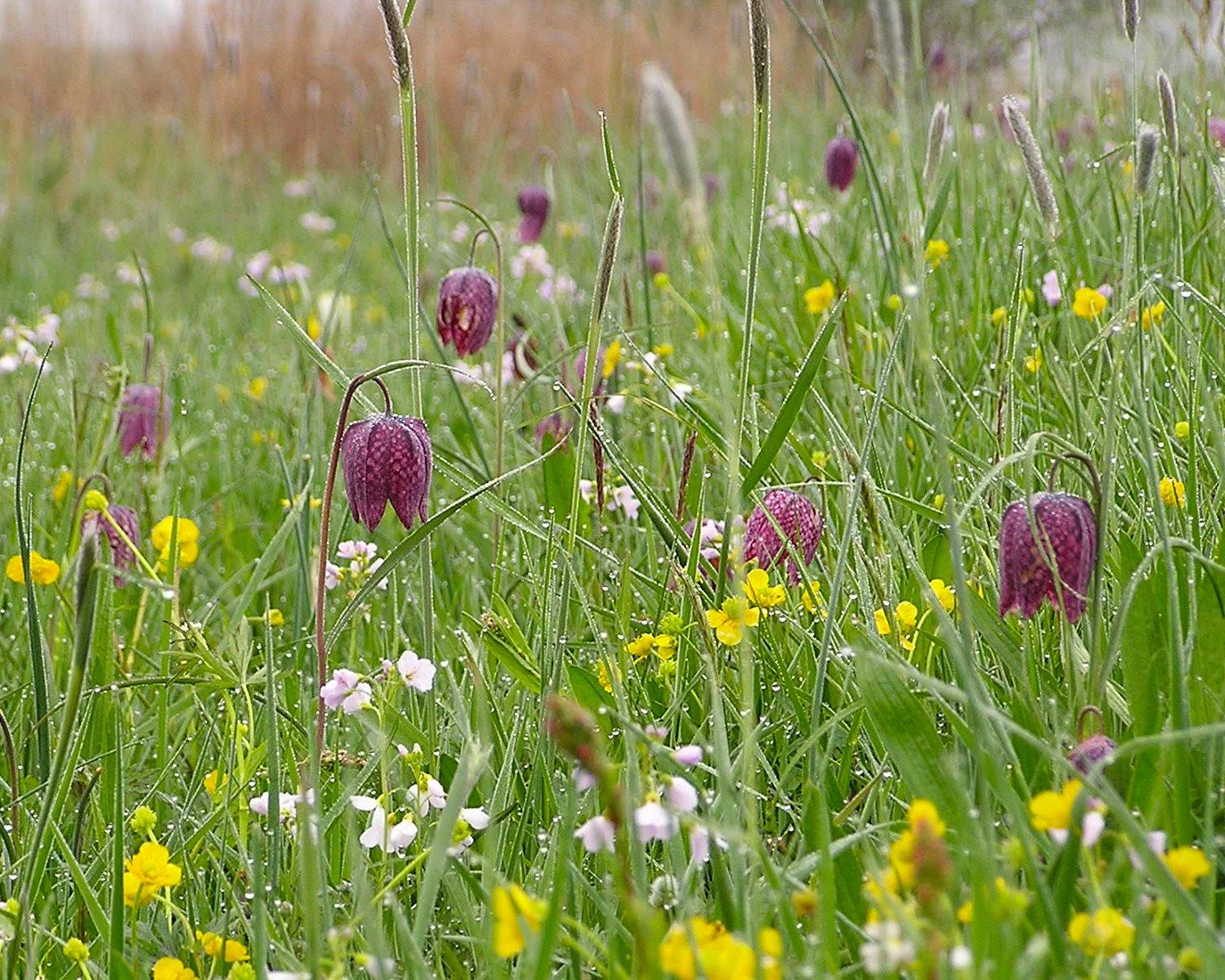 Fritillaria meleagris 'Mix' - Image 9