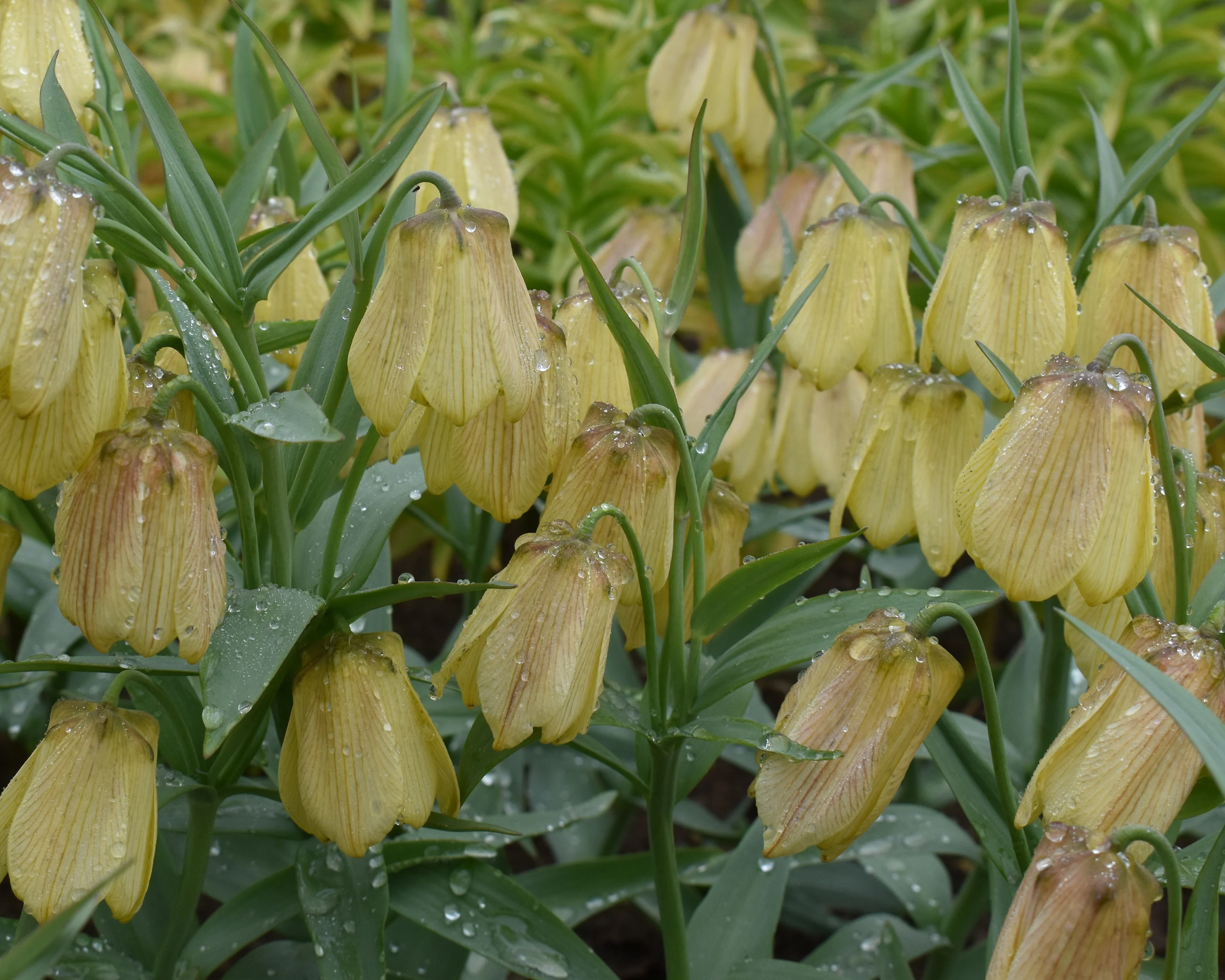 Fritillaria pallidiflora - Image 8