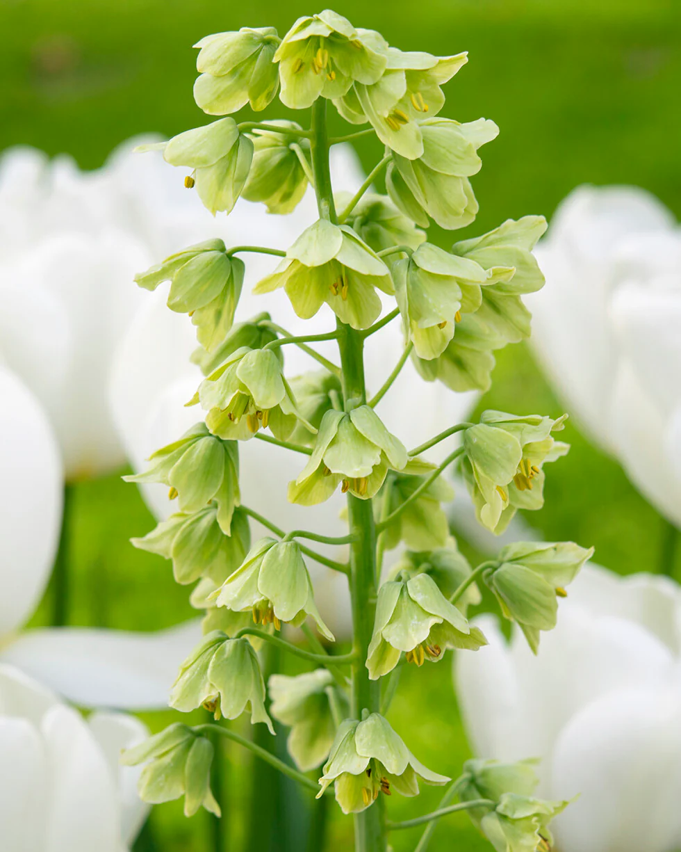 Fritillaria persica 'Alba' - Image 5