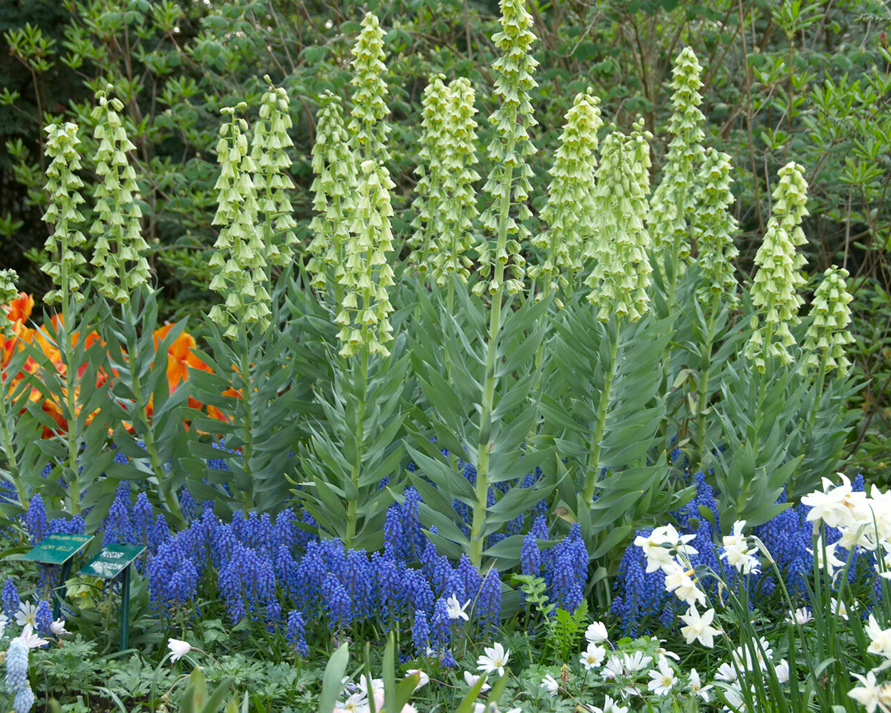 Fritillaria persica 'Alba' - Image 8