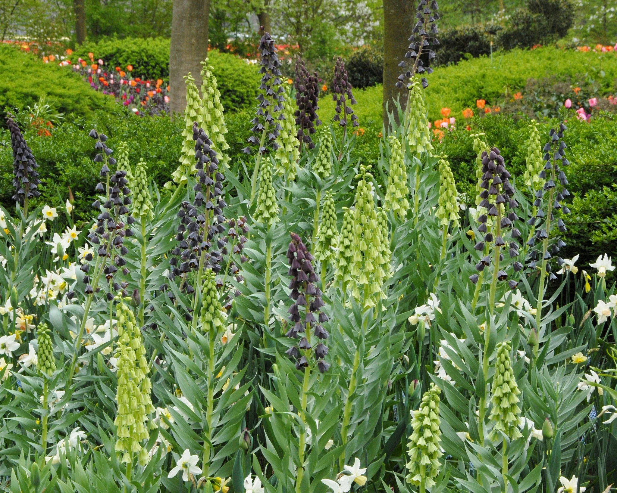 Fritillaria 'Twin Towers Tribute' - Image 6
