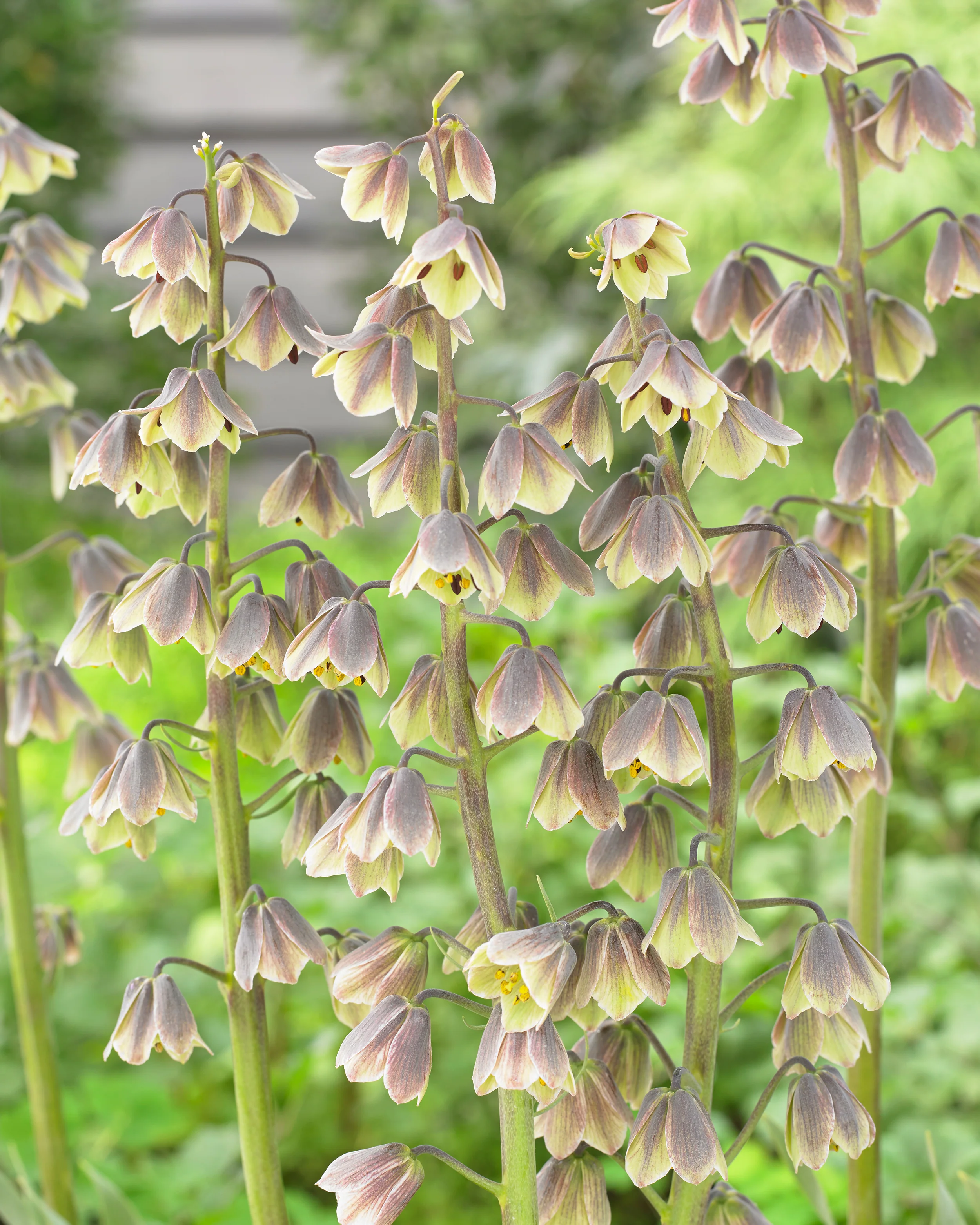 Fritillaria 'Green Dreams' - Image 4