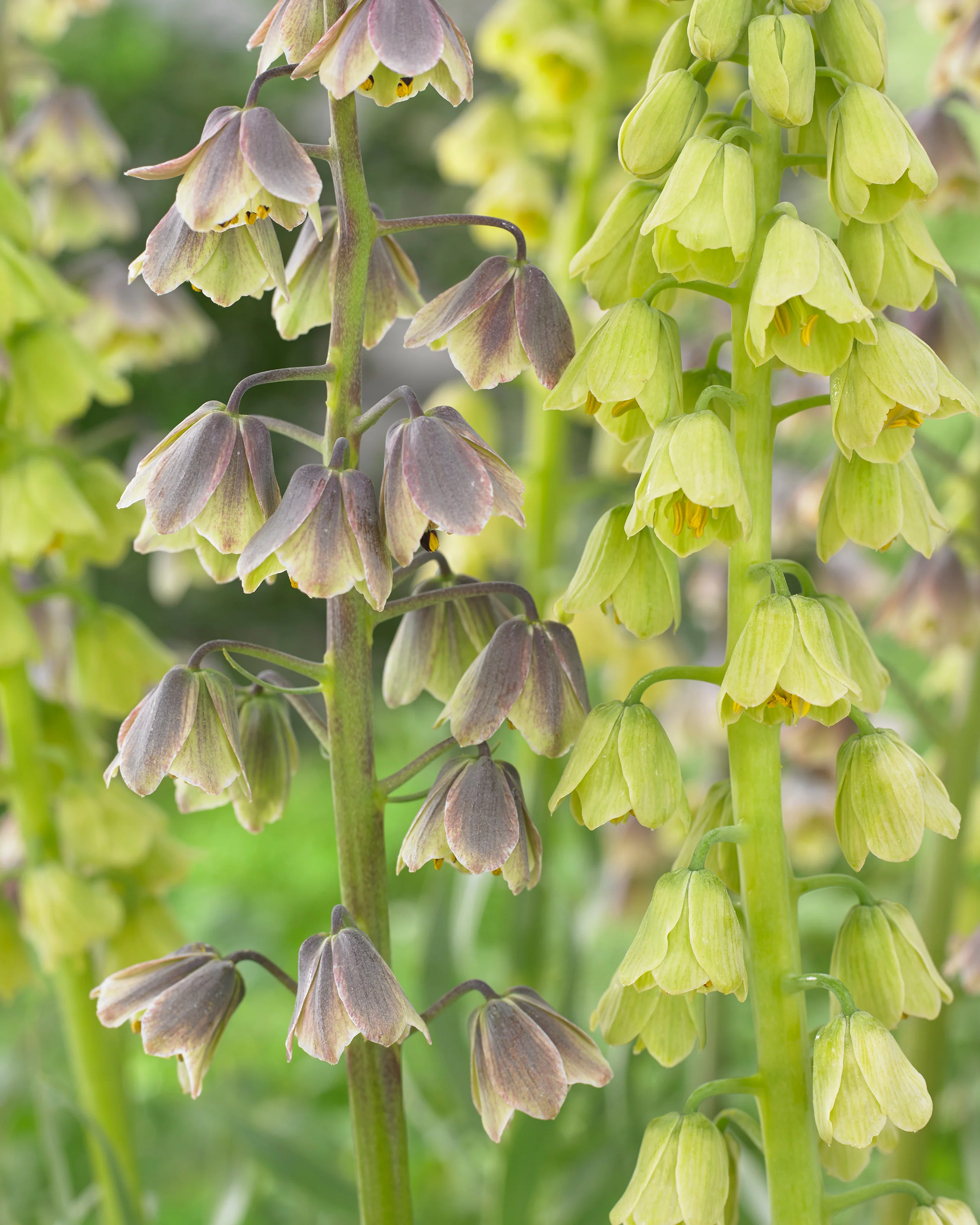 Fritillaria 'Green Dreams' - Image 7