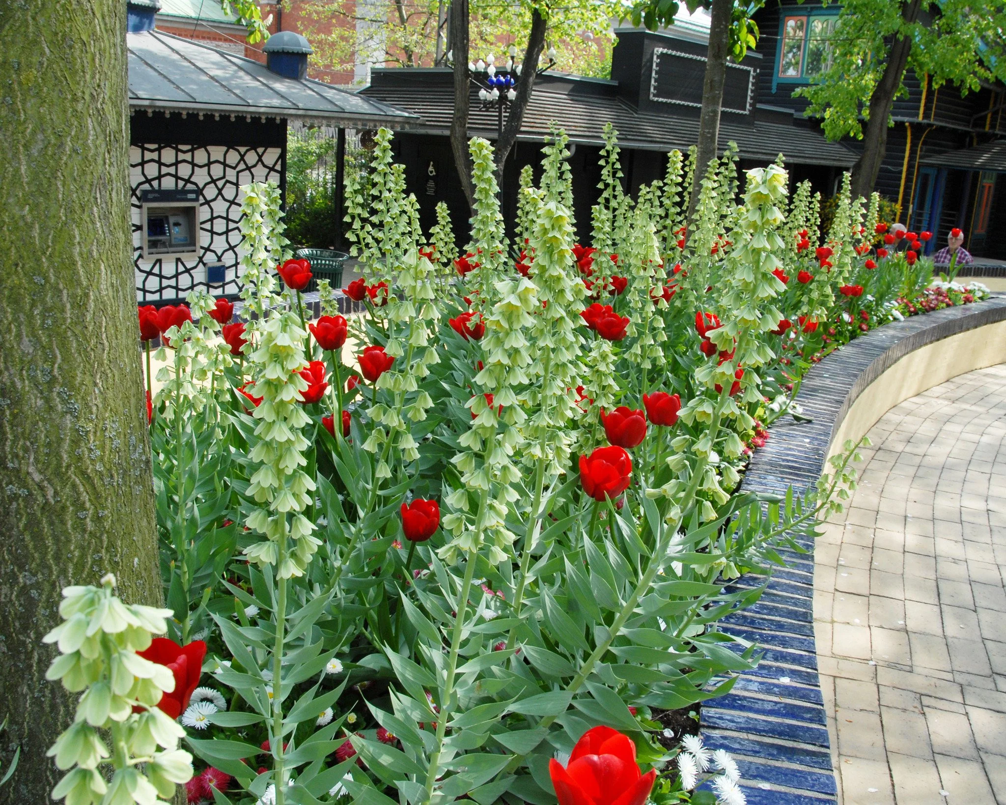 Fritillaria 'Ivory Bells' - Image 3