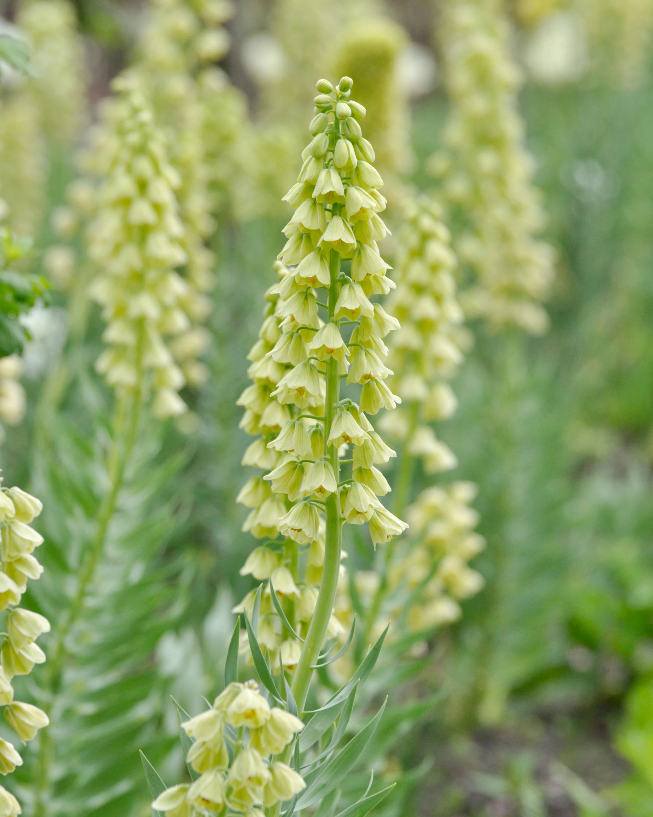 Fritillaria 'Ivory Bells' - Image 4