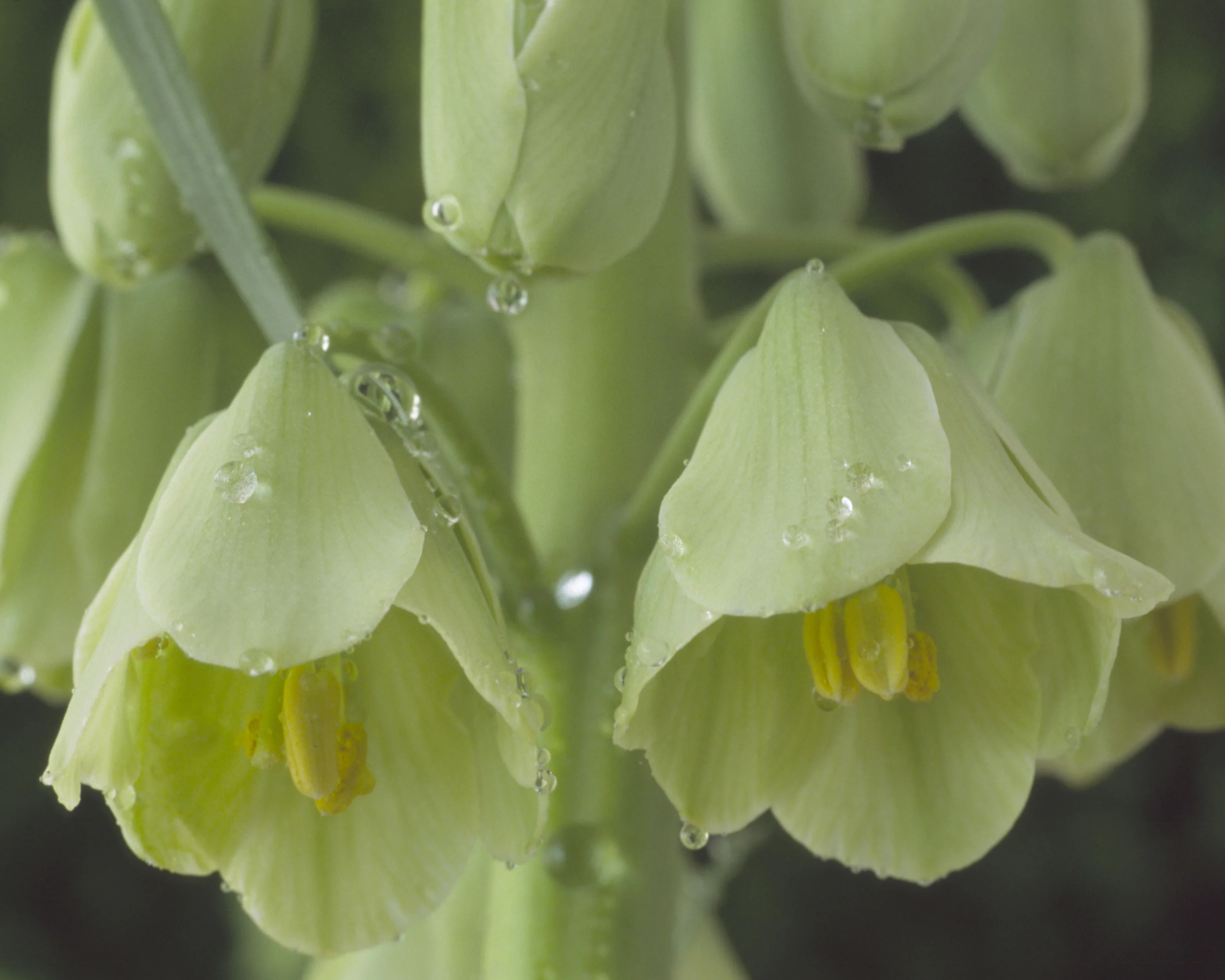 Fritillaria 'Ivory Bells' - Image 5