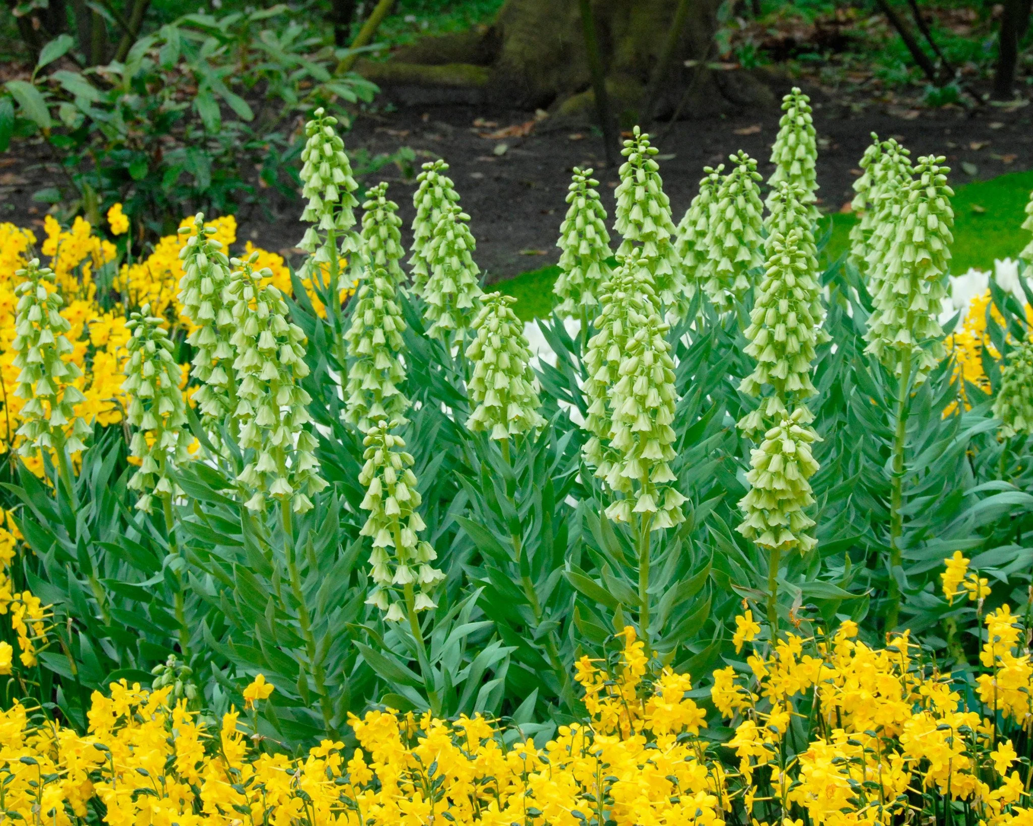 Fritillaria 'Ivory Bells' - Image 7