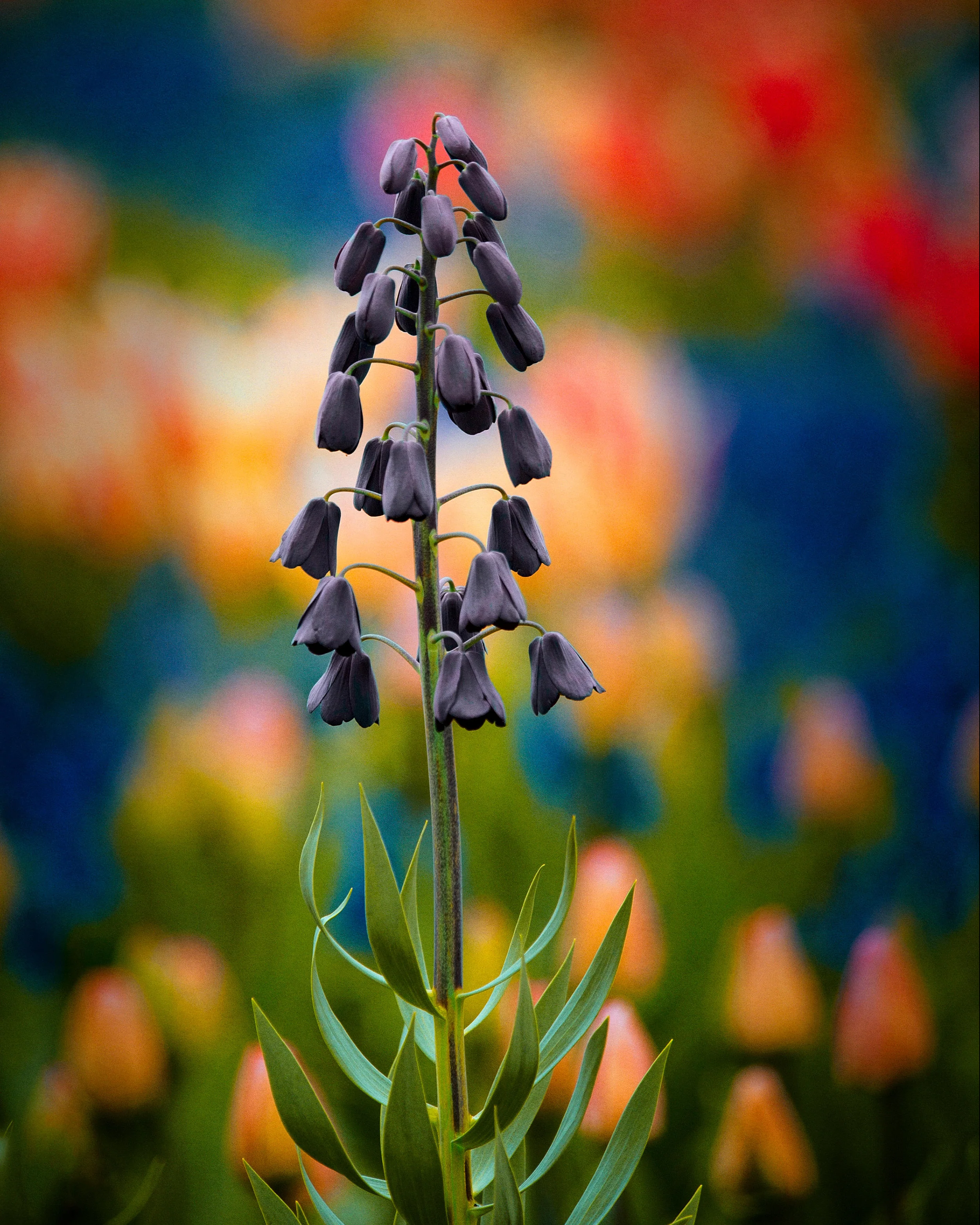 Fritillaria persica 'XXL' - Image 7