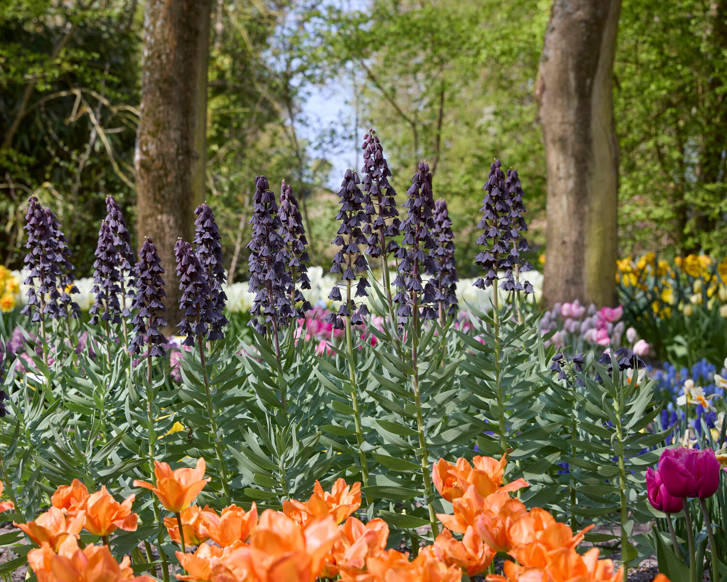 Fritillaria 'Purple Favorite' - Image 2
