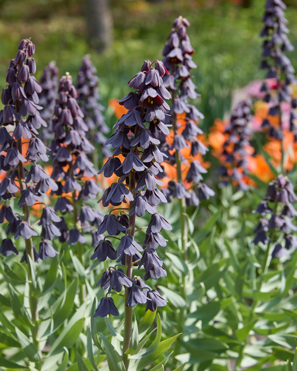 Fritillaria 'Purple Favorite' - Image 3